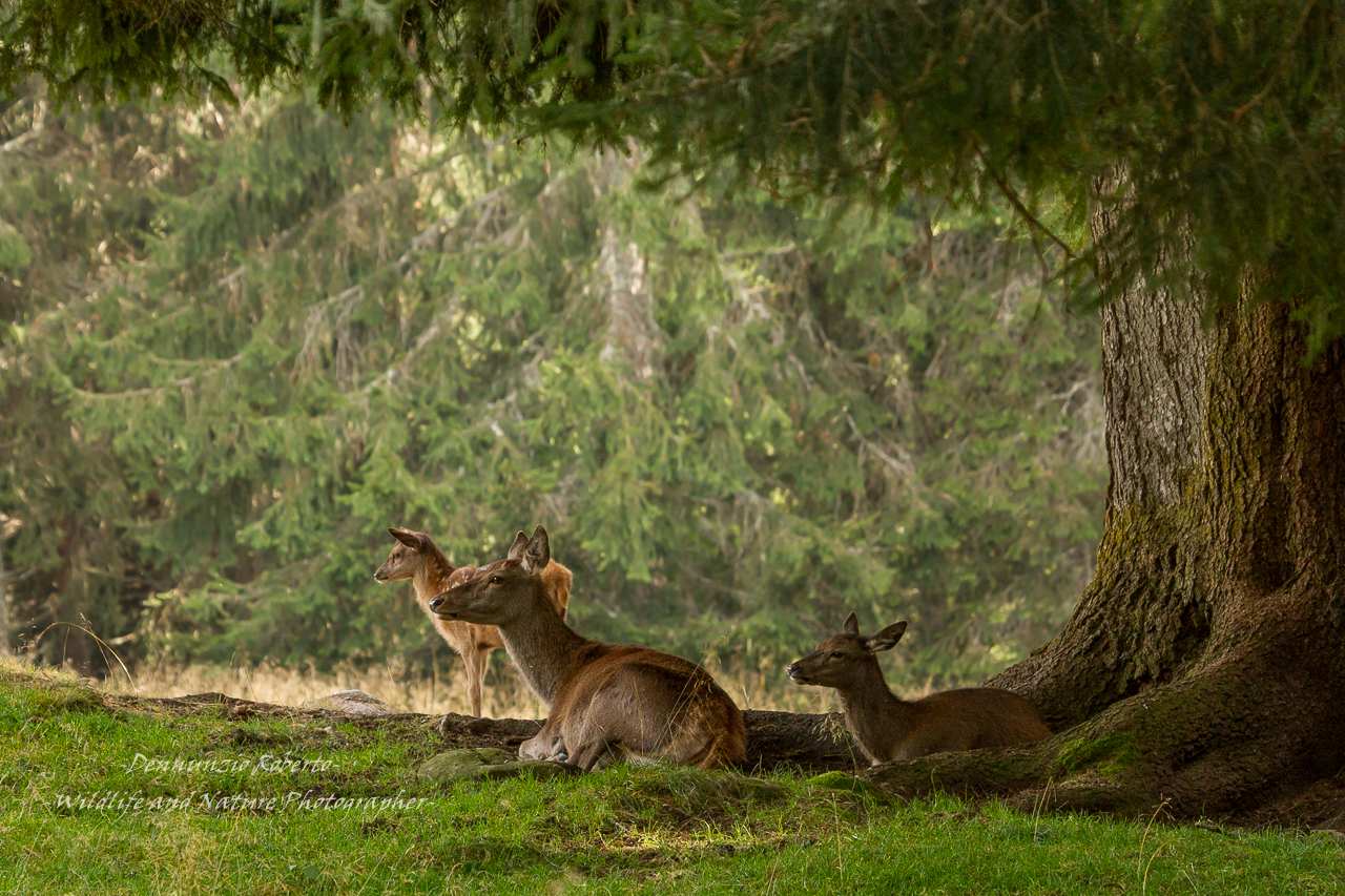 C'era una volta.....