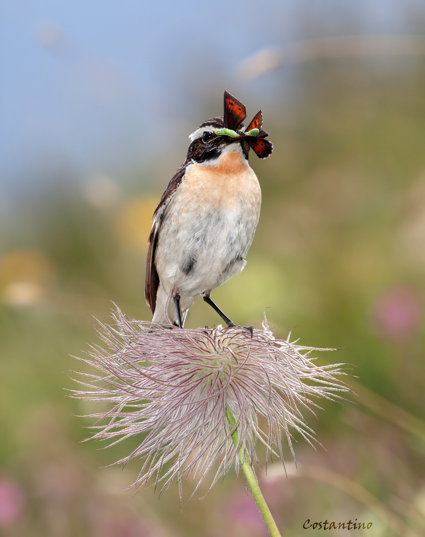 Whinchat (whinchat)