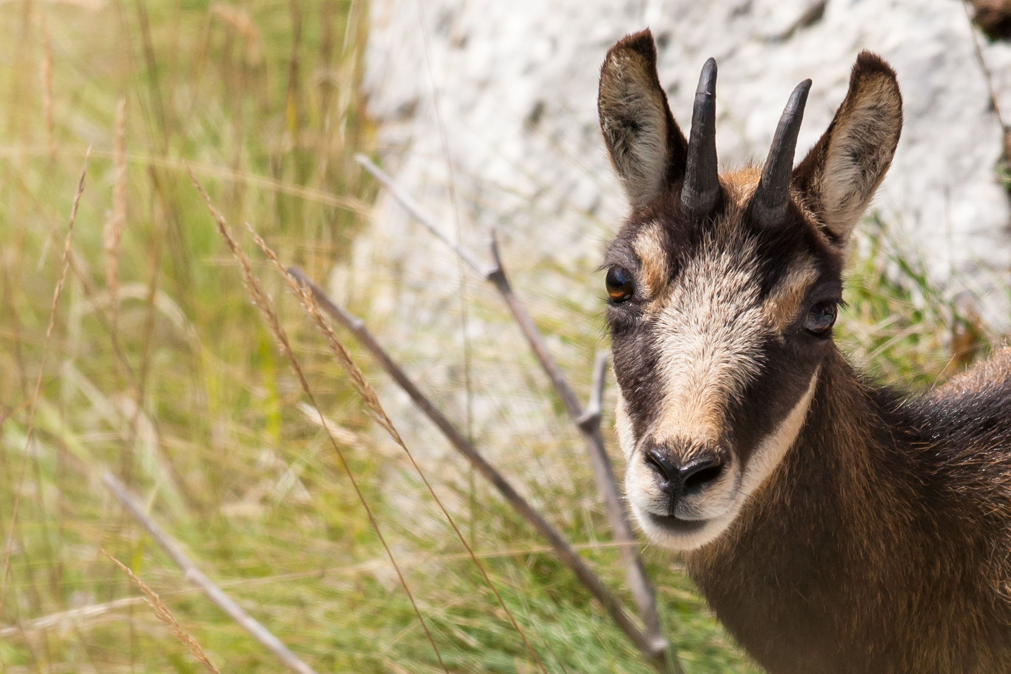 portrait of the young chamois