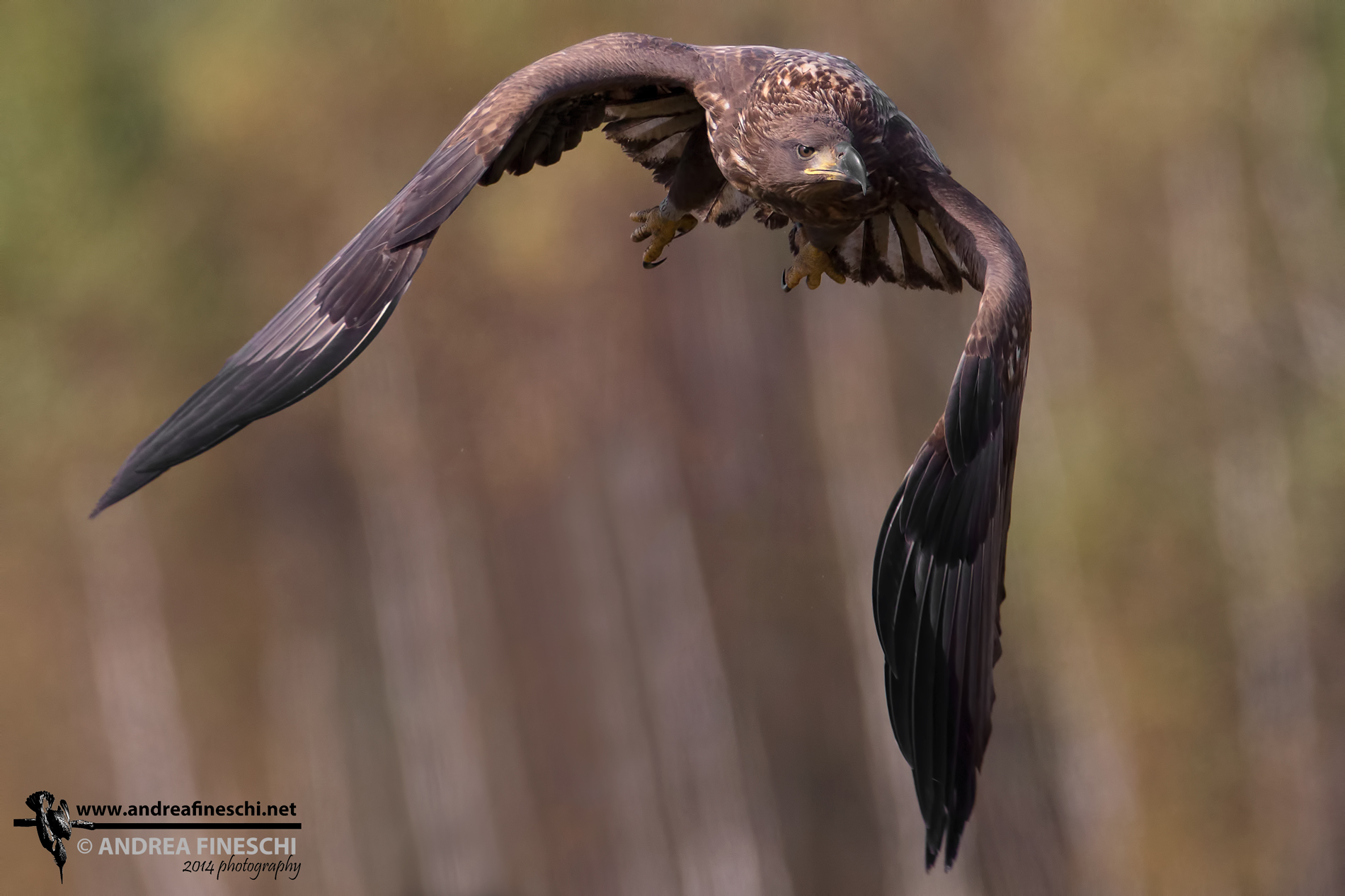 Young eagle in flight