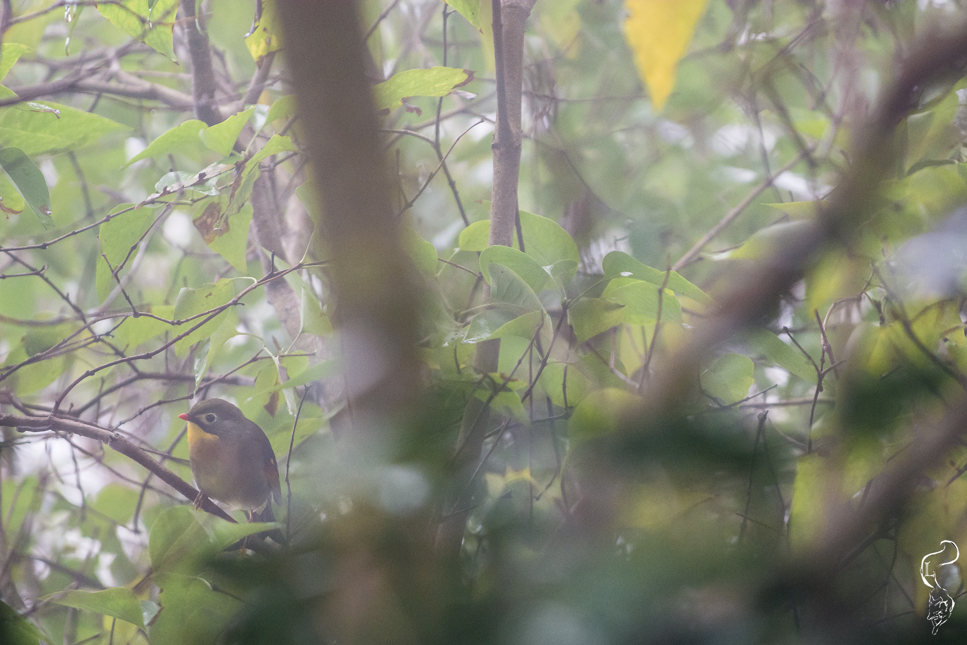 Nightingale of Japan