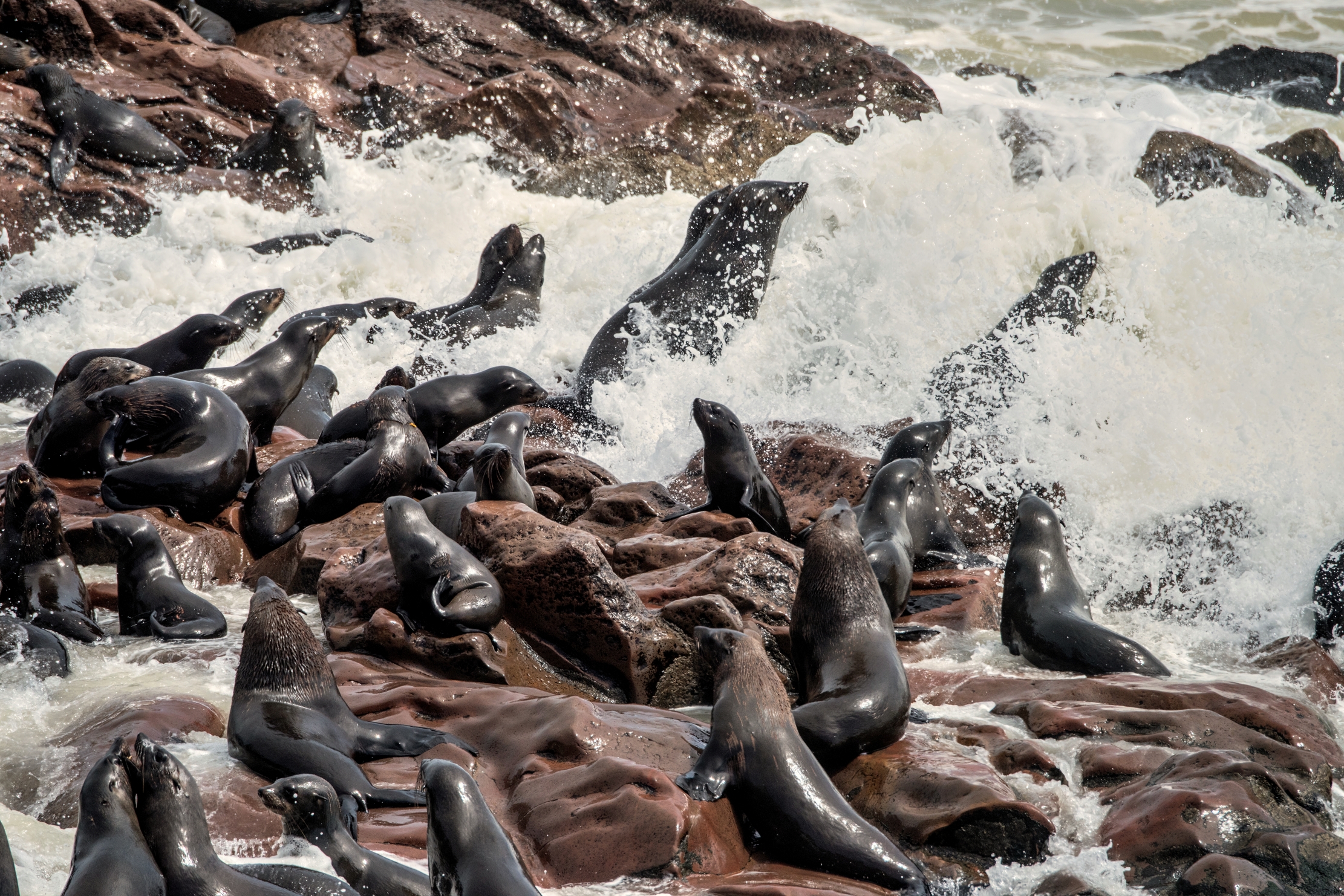 Skeleton Coast - Otarie del Capo
