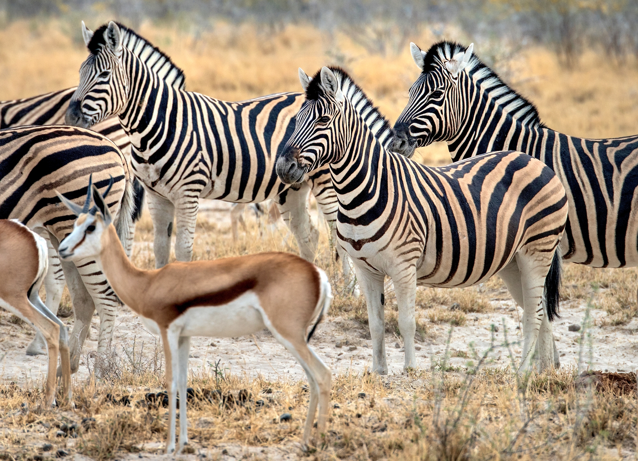 Etosha - Zebre