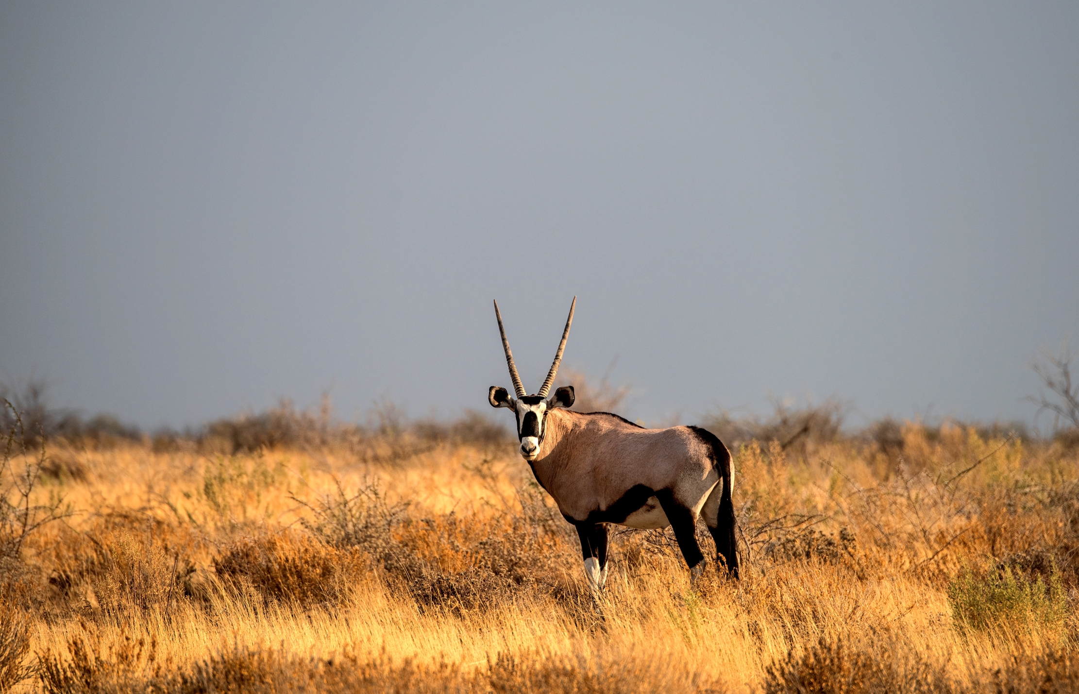 Etosha - Orix