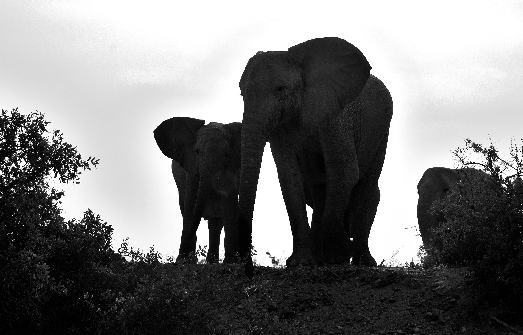 Deserto del Kaokoland - Elefanti BW