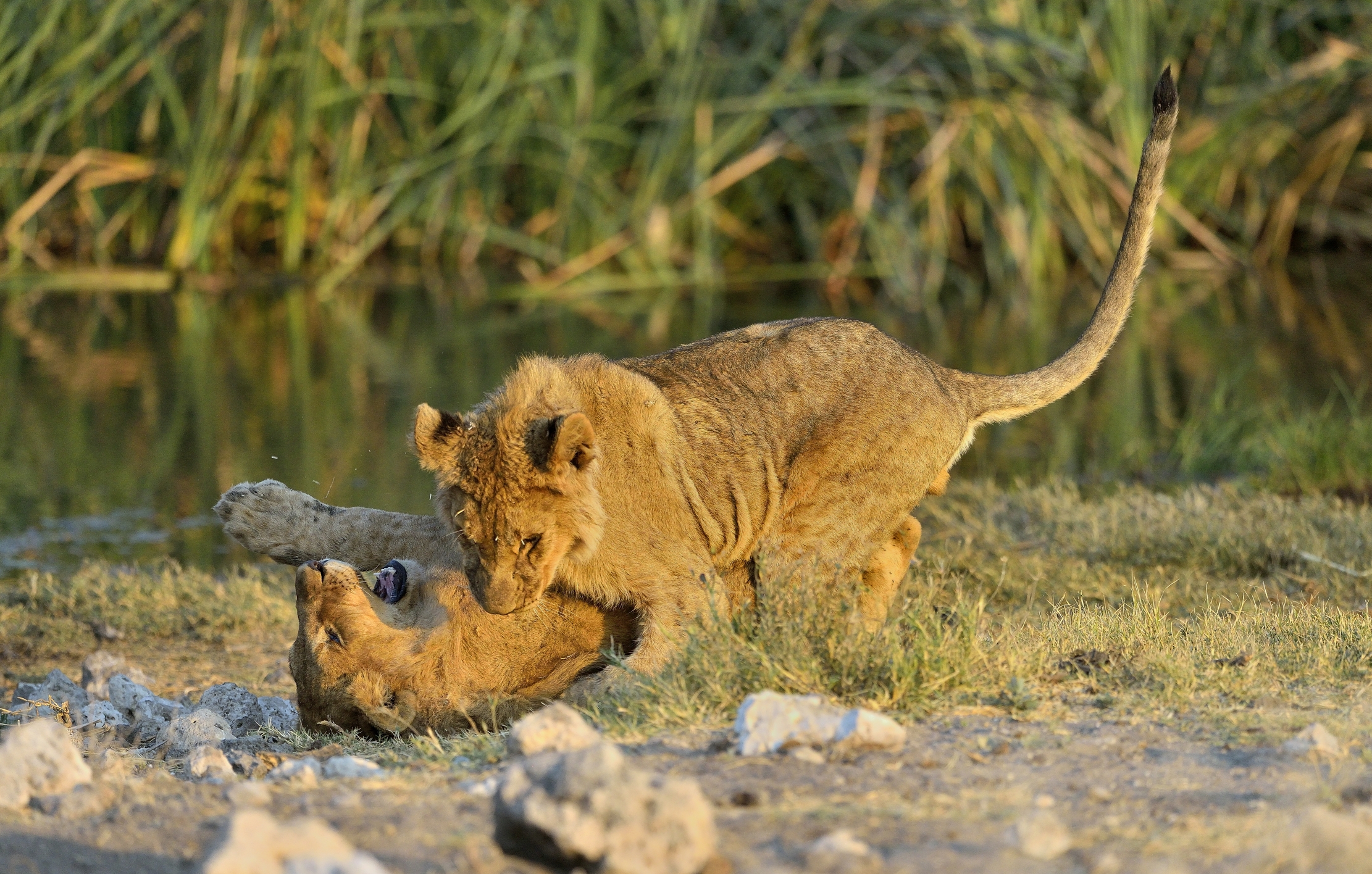 Etosha - Giovani leoni