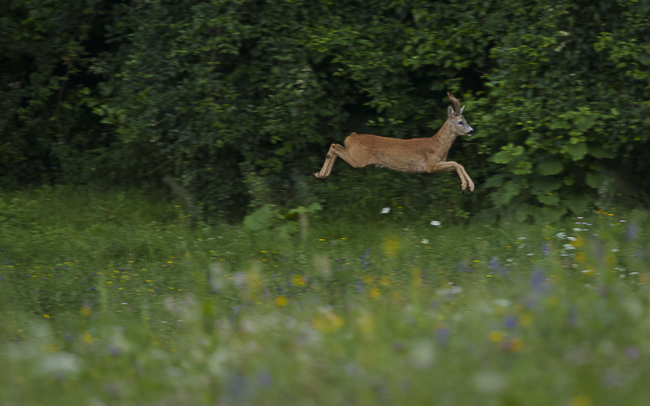 deer jump in