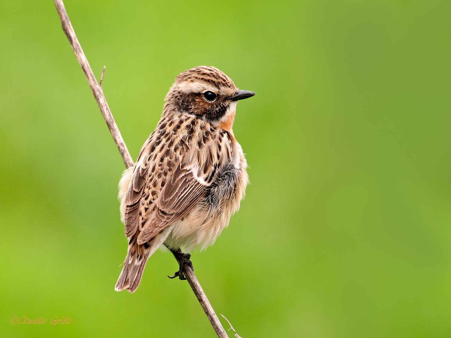 Whinchat
