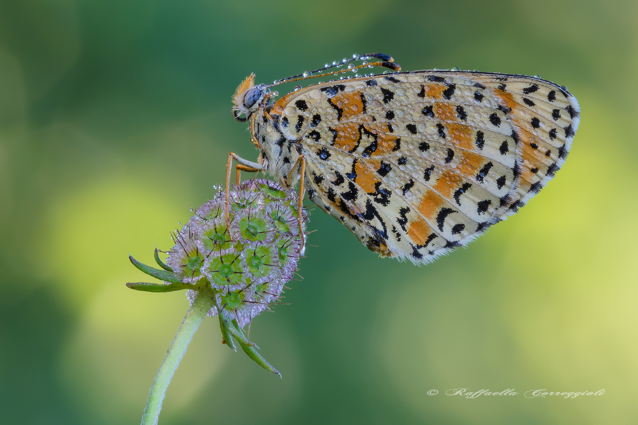 Melitaea didyma (Esper, 1779)