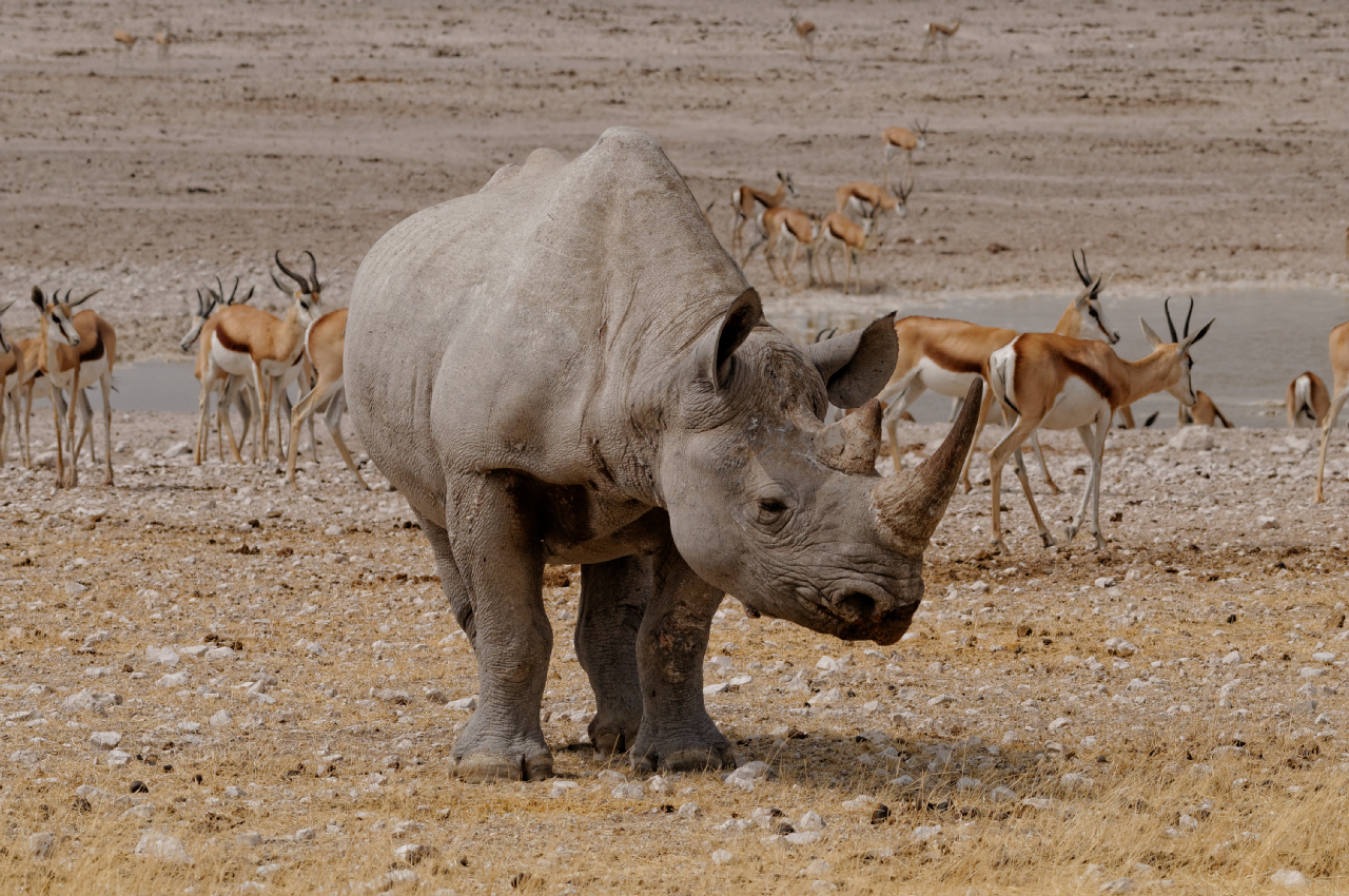 Rinoceronte nero vicino