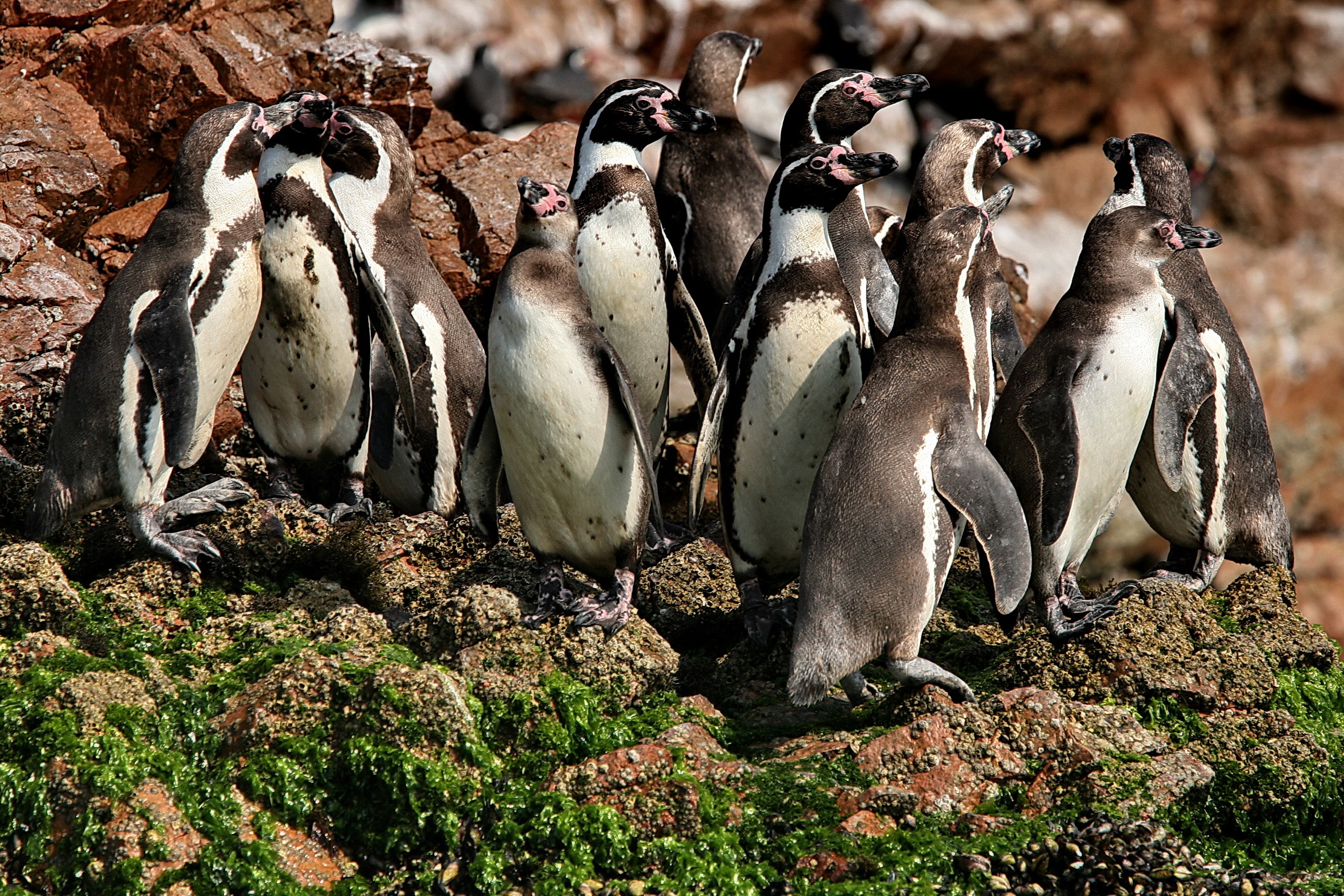 Pinguini di Humboldt