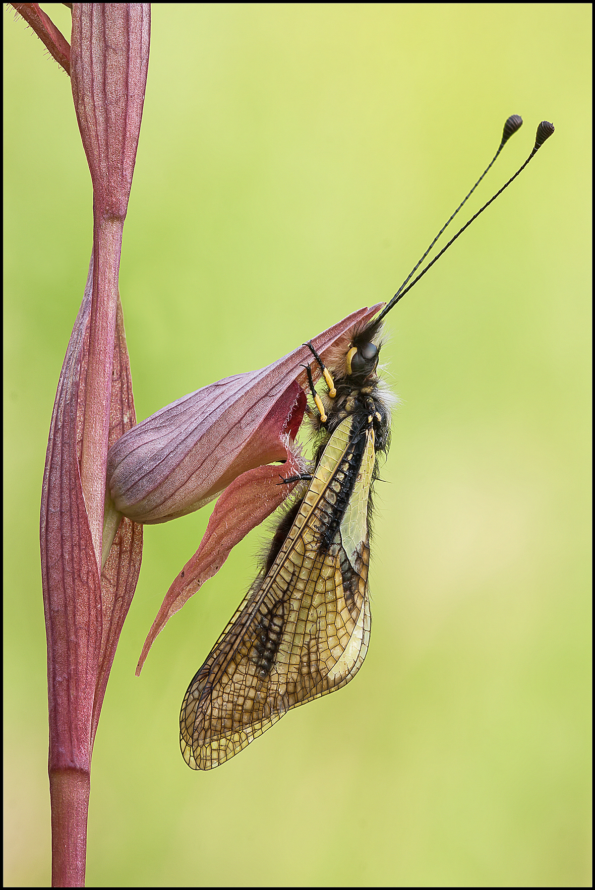 Libelluloides Coccaius su Orchidea