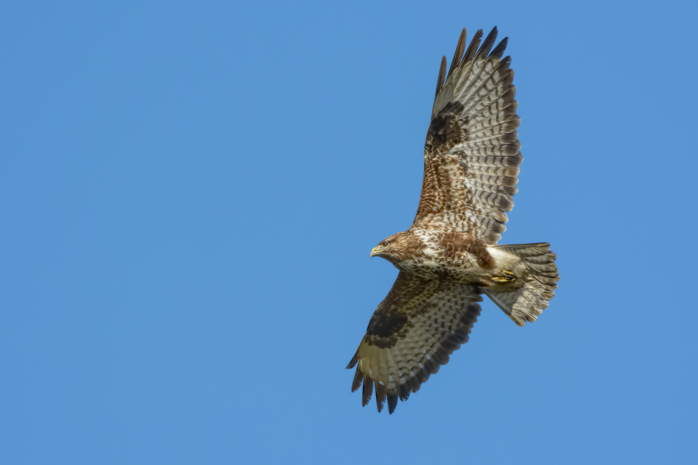 Buzzard (Buteo buteo)