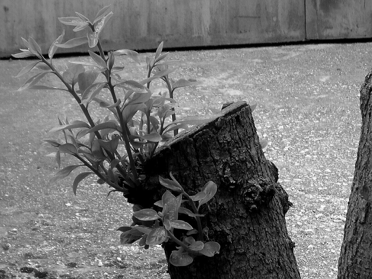 The trunk black and white