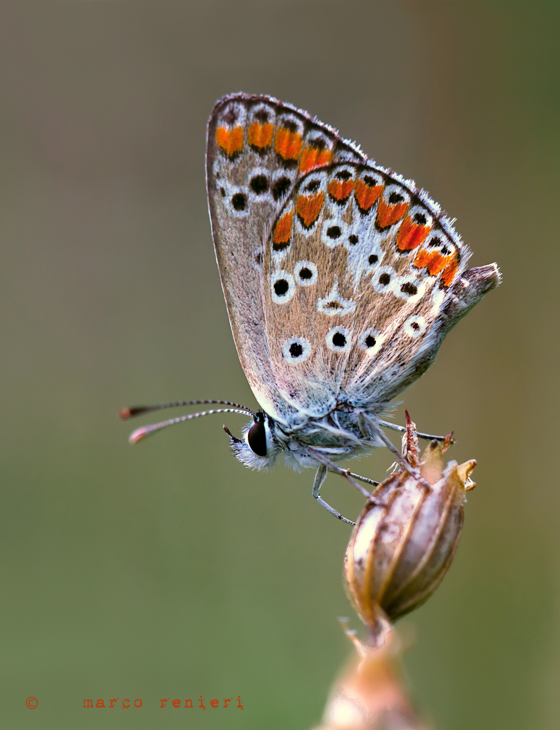 Polyommatus icarus