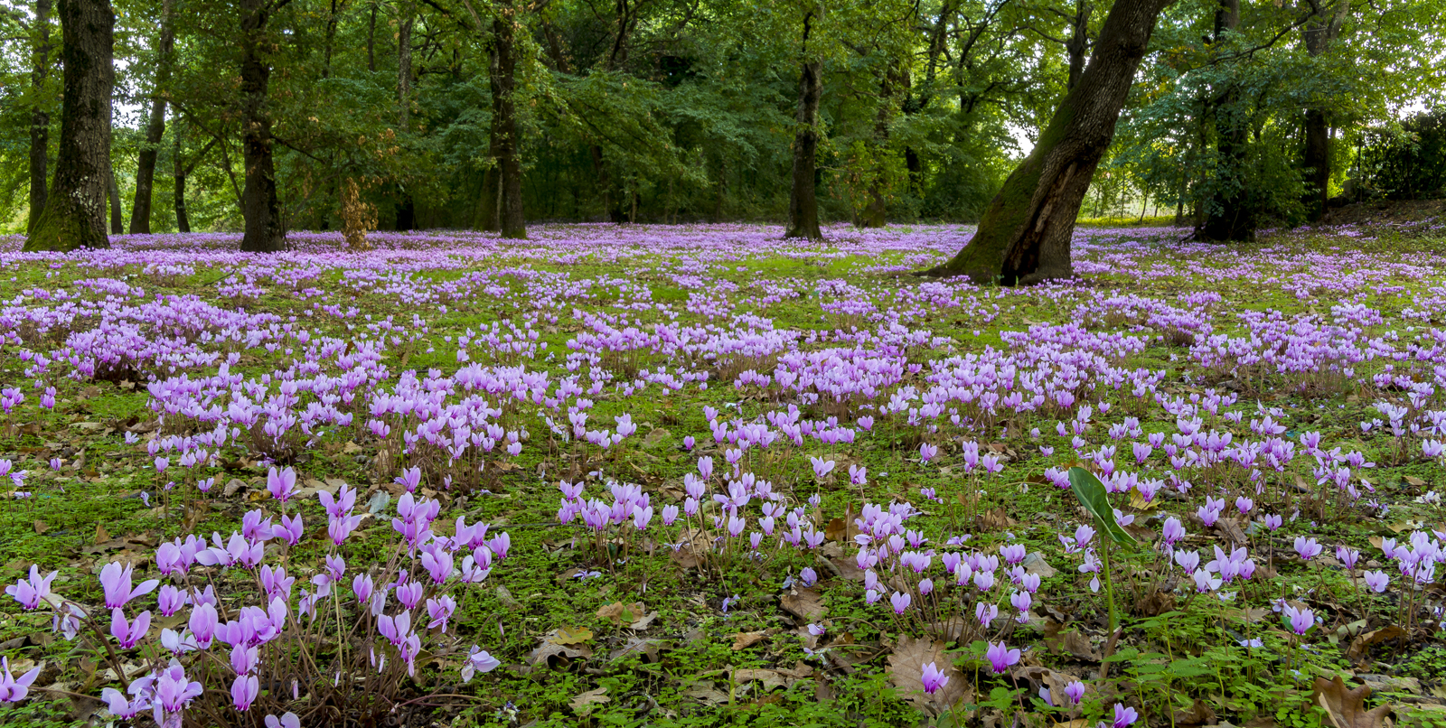 macchia dello sterparo