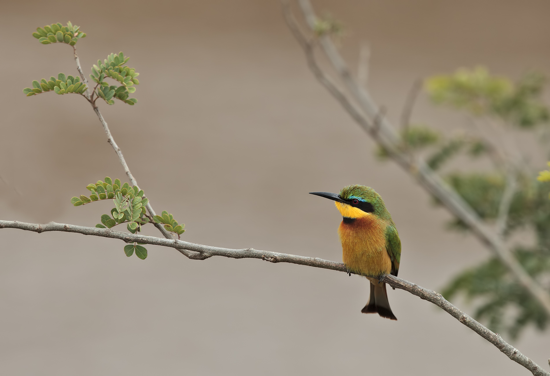 Little Bee-eater (small eater)