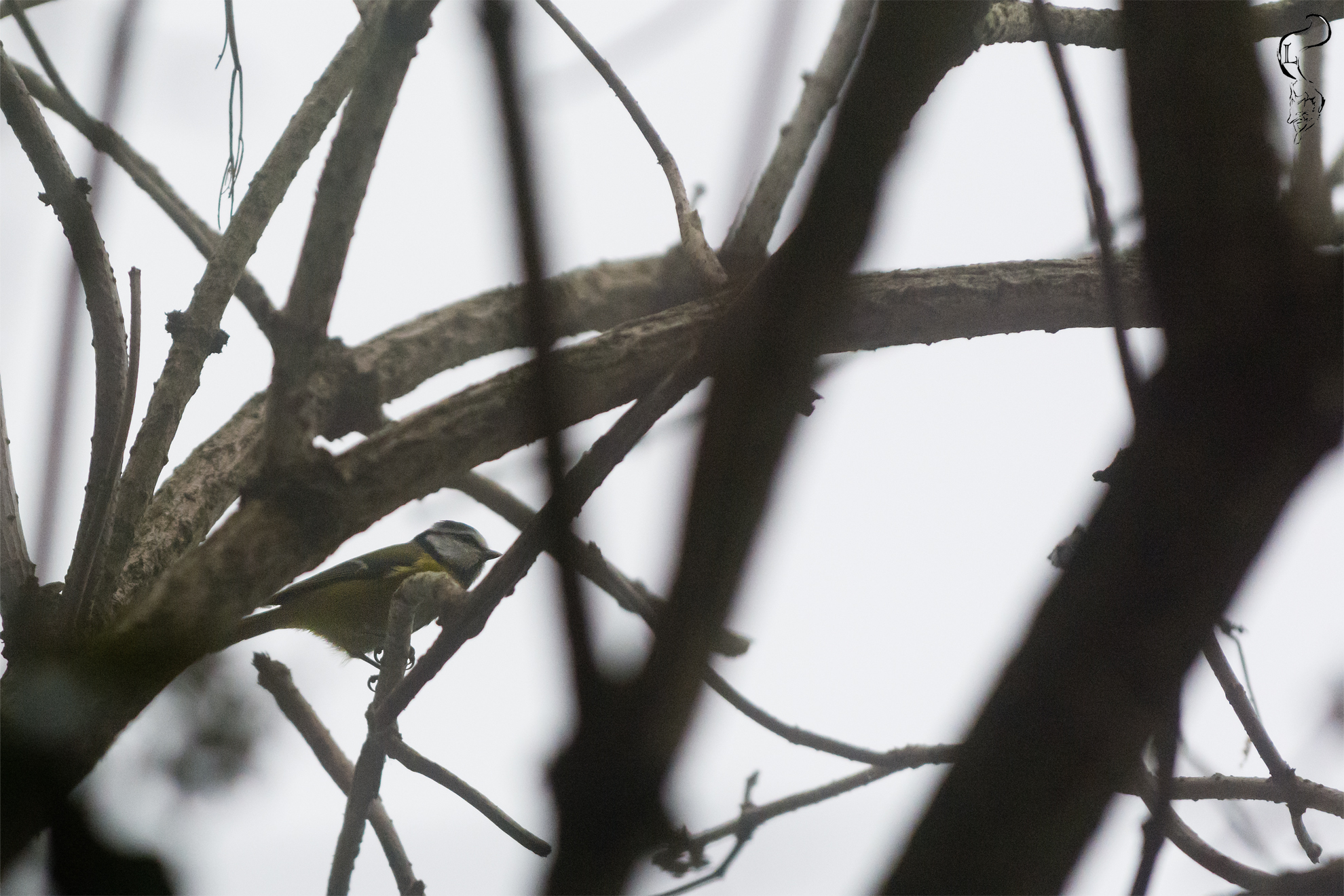 Cinciallegra tra le fronde