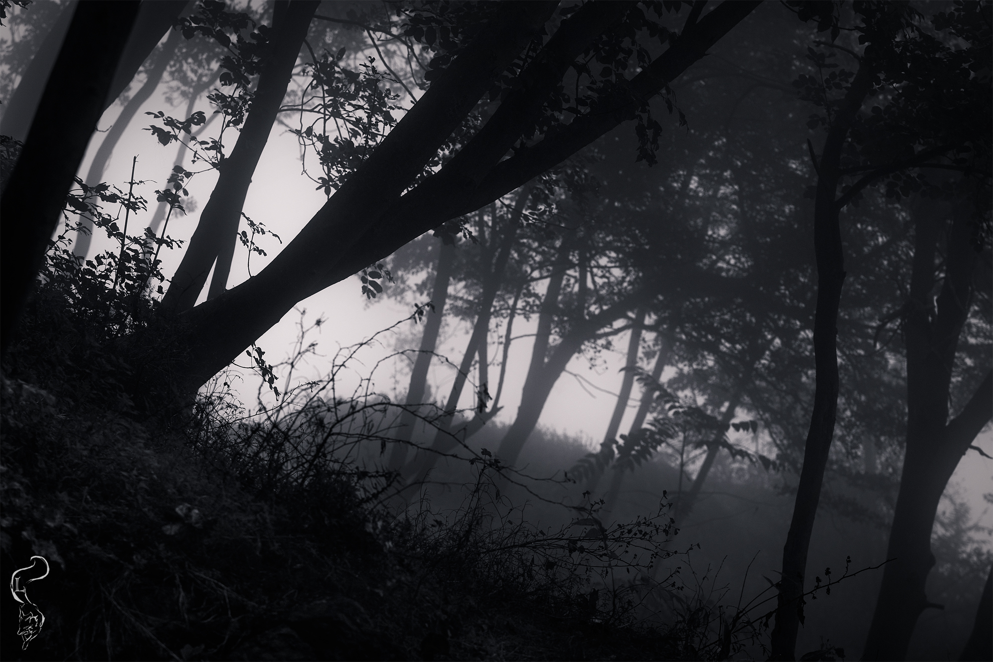 Silhouette di un'oscura foresta