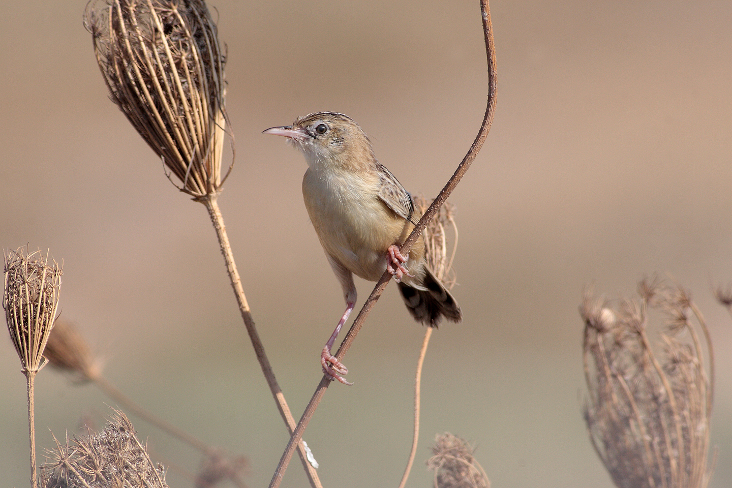 Beccamoschino, Cettia juncidis