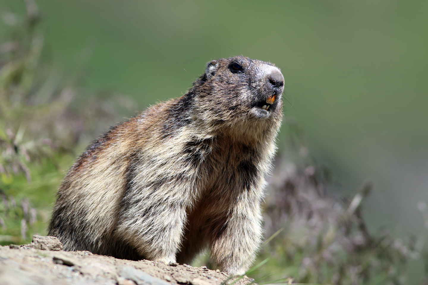 Marmotta, Marmota marmota