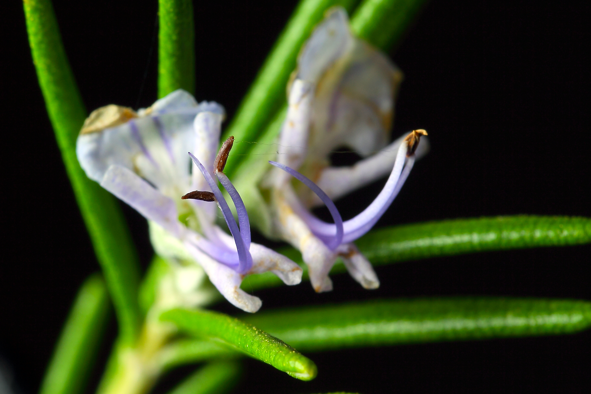 Flower of rosemary