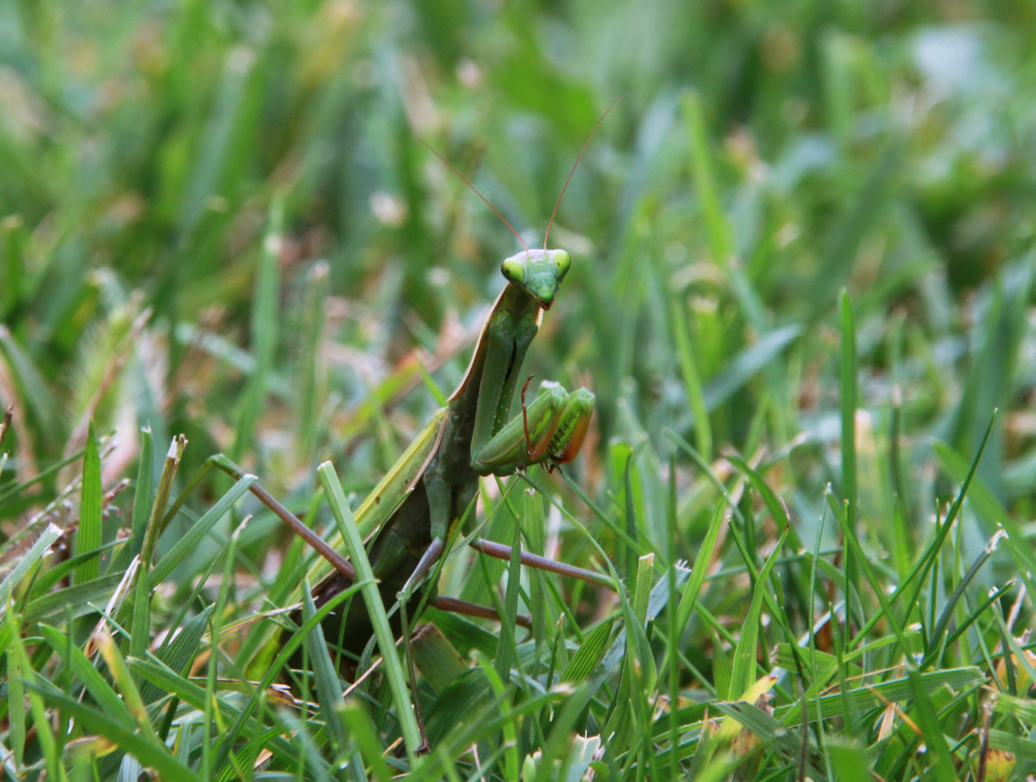 Mantide religiosa  1