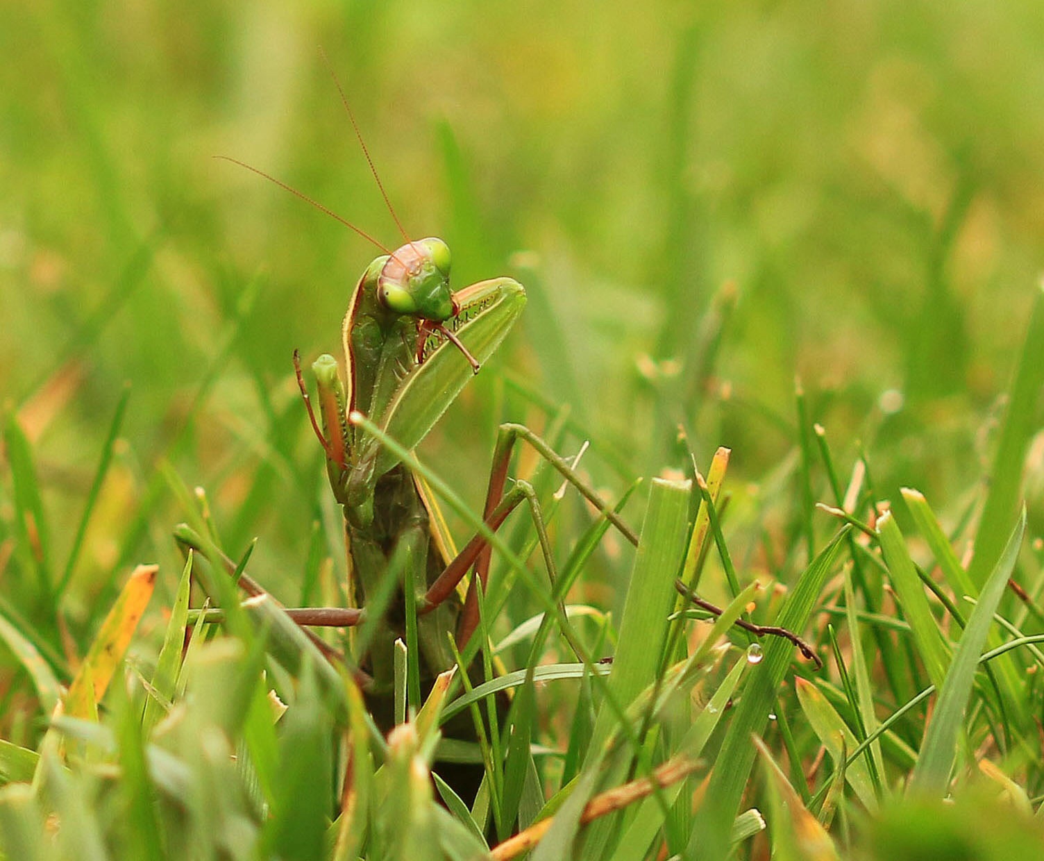Mantide religiosa  2