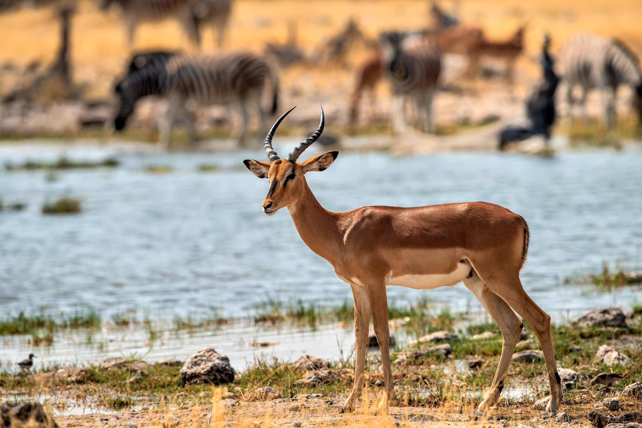 Etosha - Impala