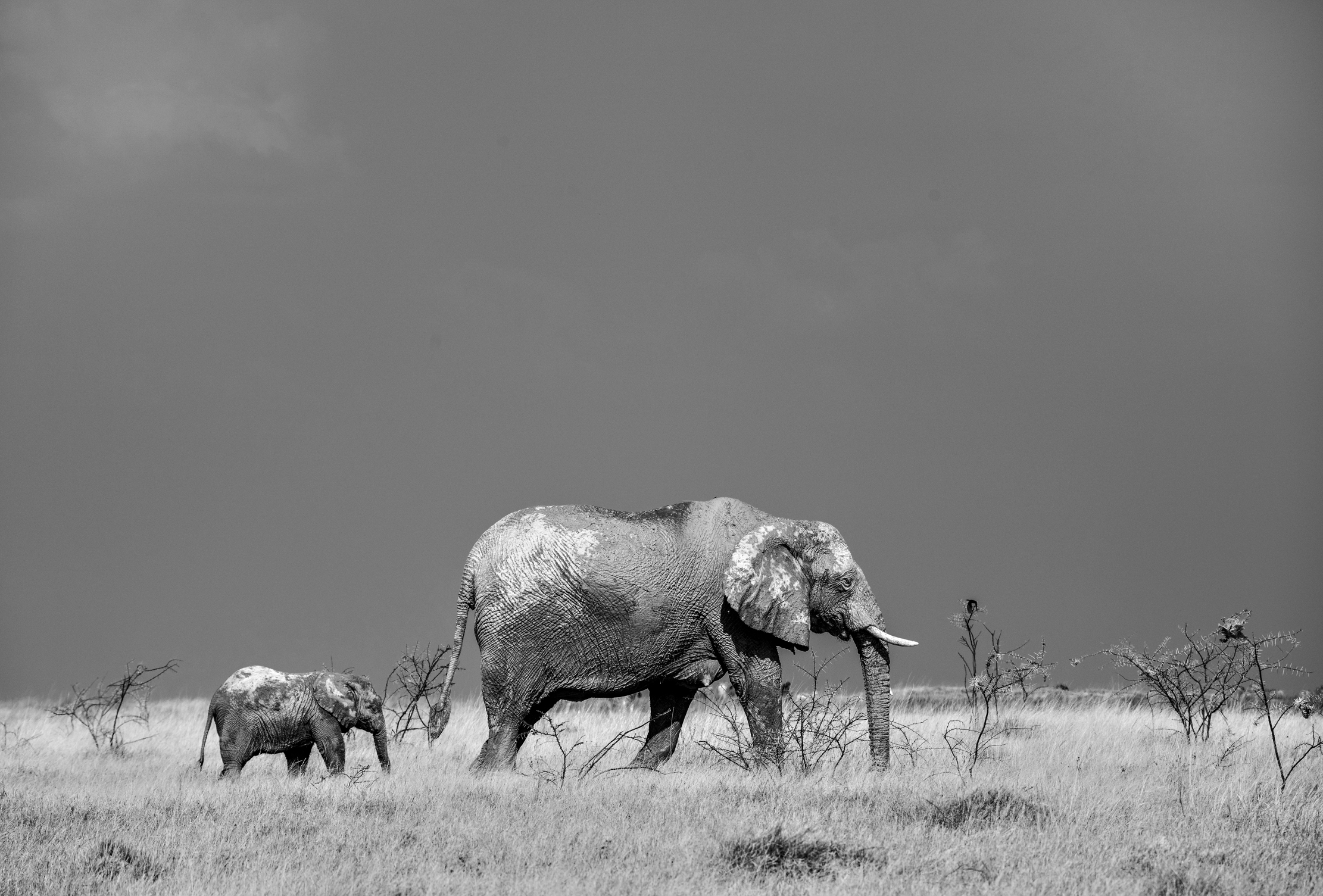 Etosha - Elefanti BW