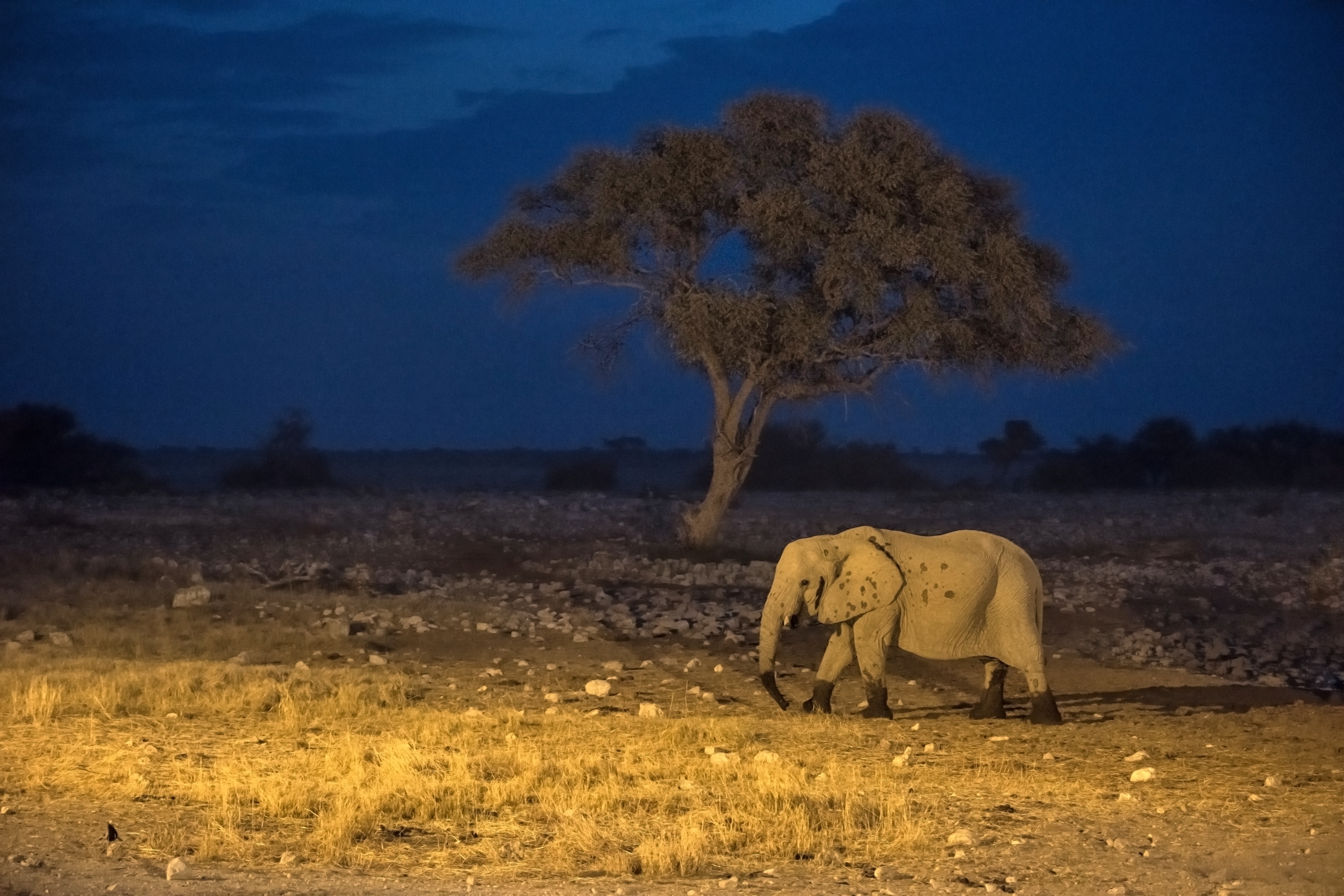 Etosha - Elefante di notte