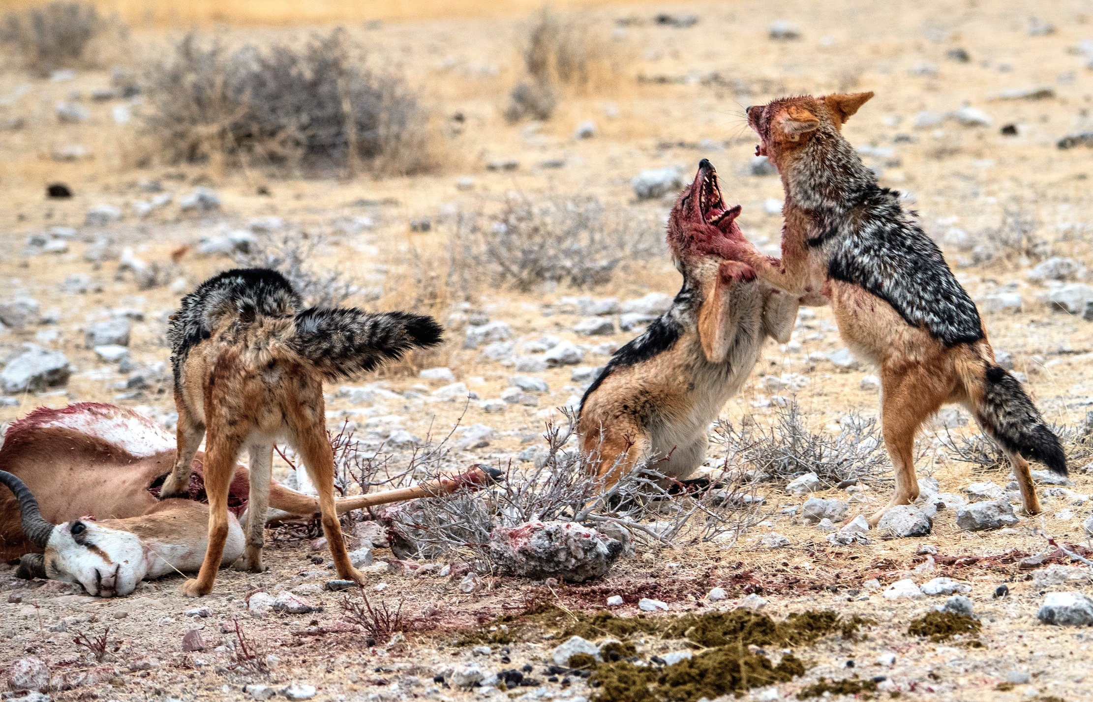Etosha - Contese tra sciacalli