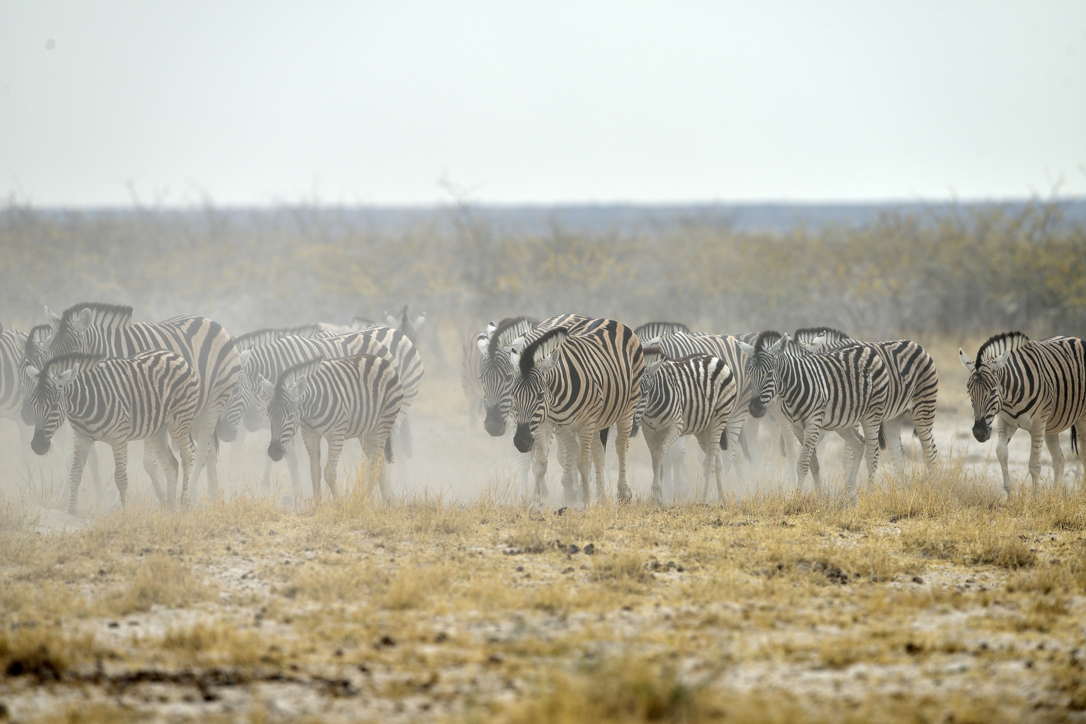 Etosha - Zebre nella sabbia