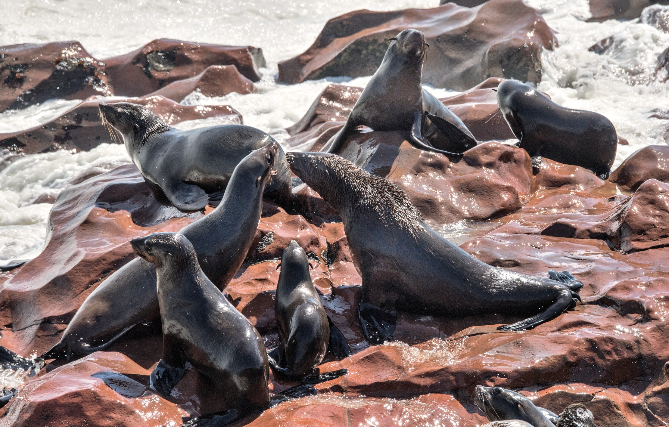 Skeleton Coast - Otarie del Capo