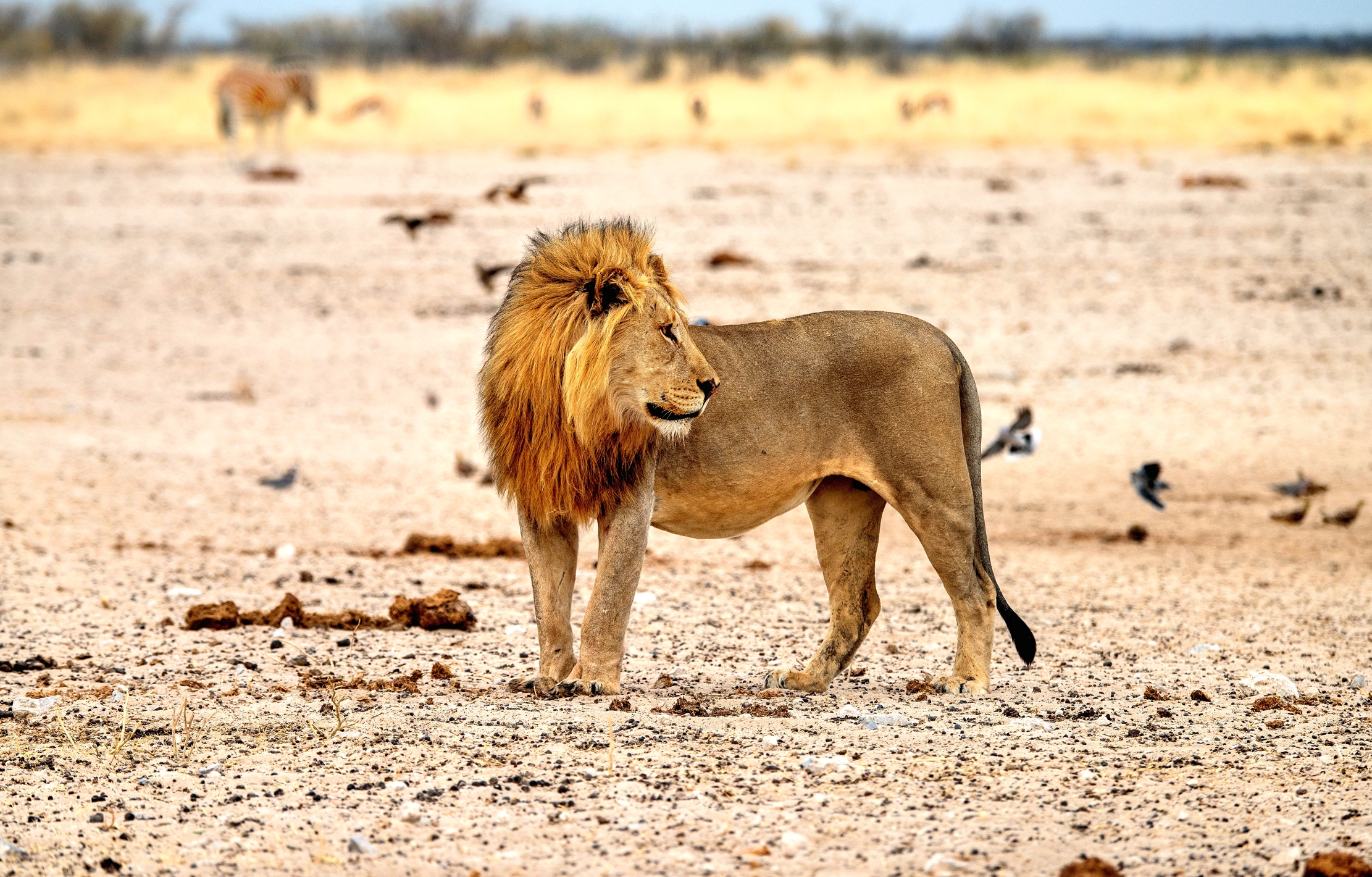 Etosha - Leone