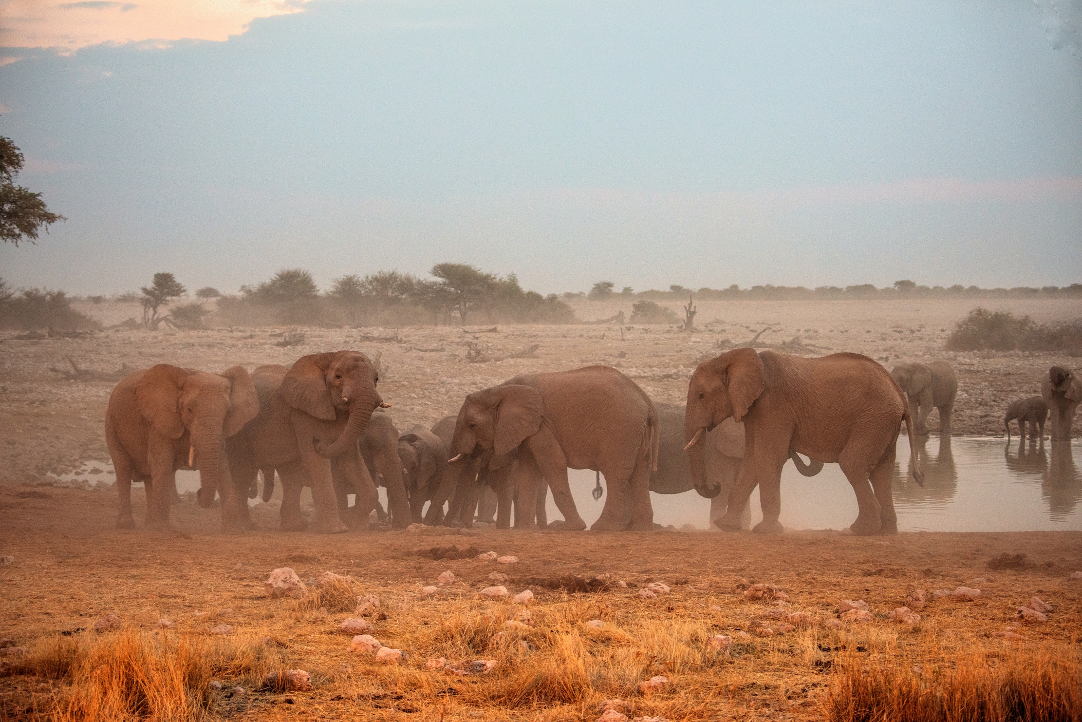 Etosha - Elefanti alla pozza di sera