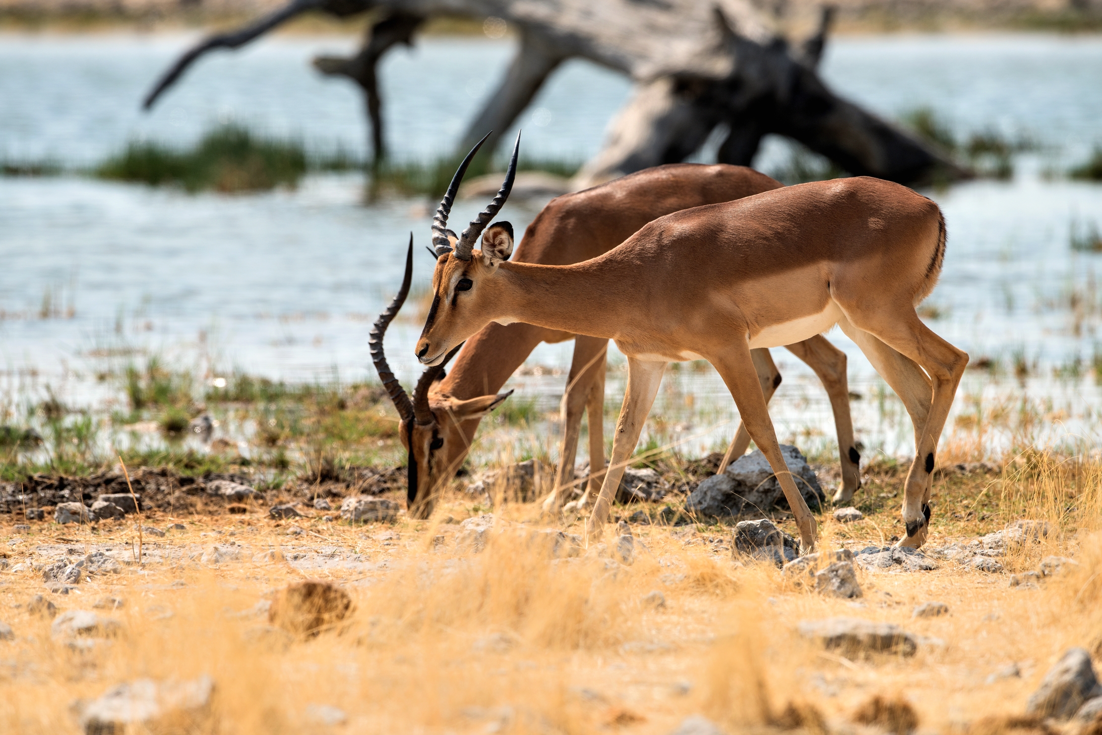 Etosha - Impala