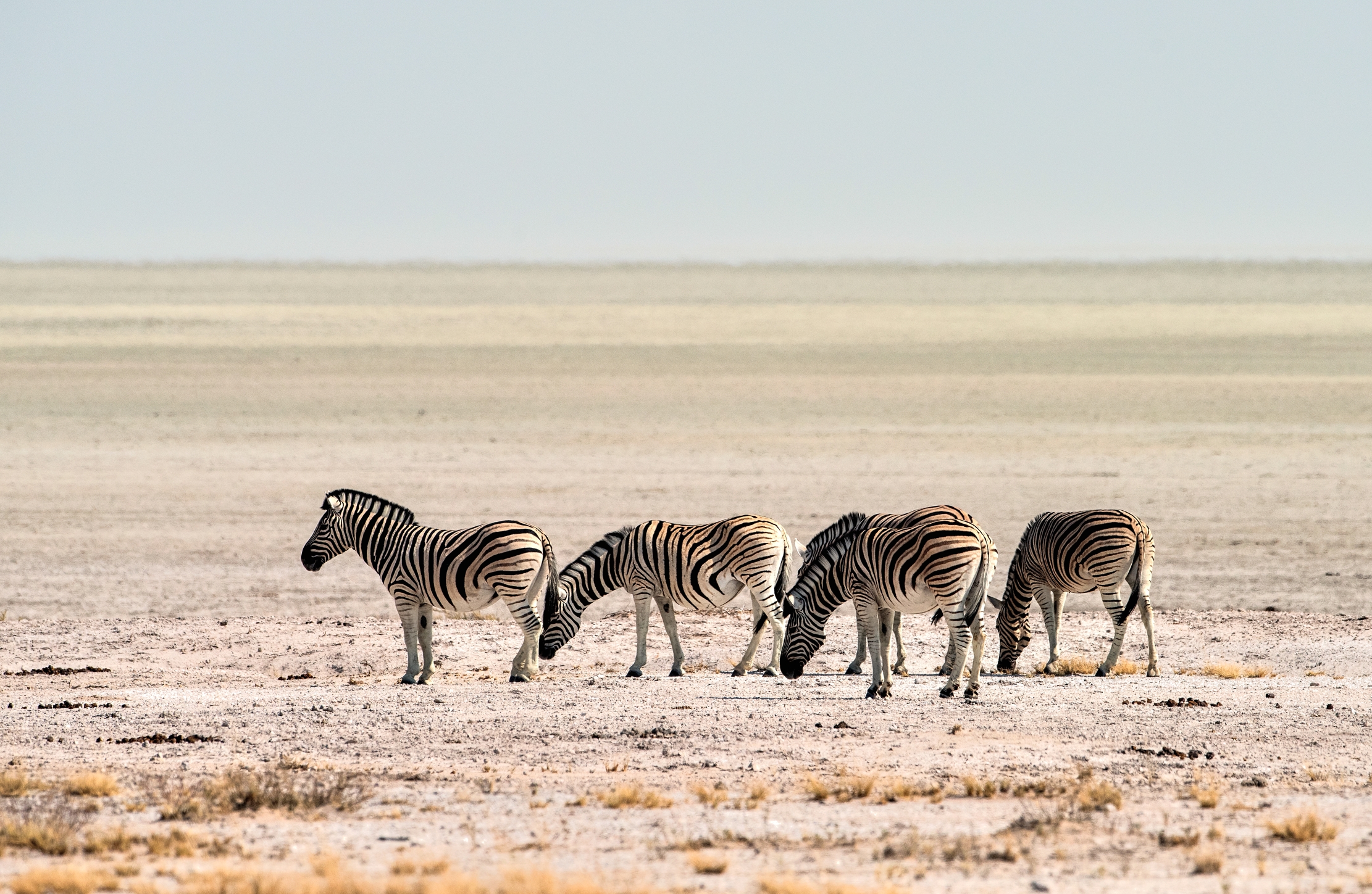 Etosha - Zebre