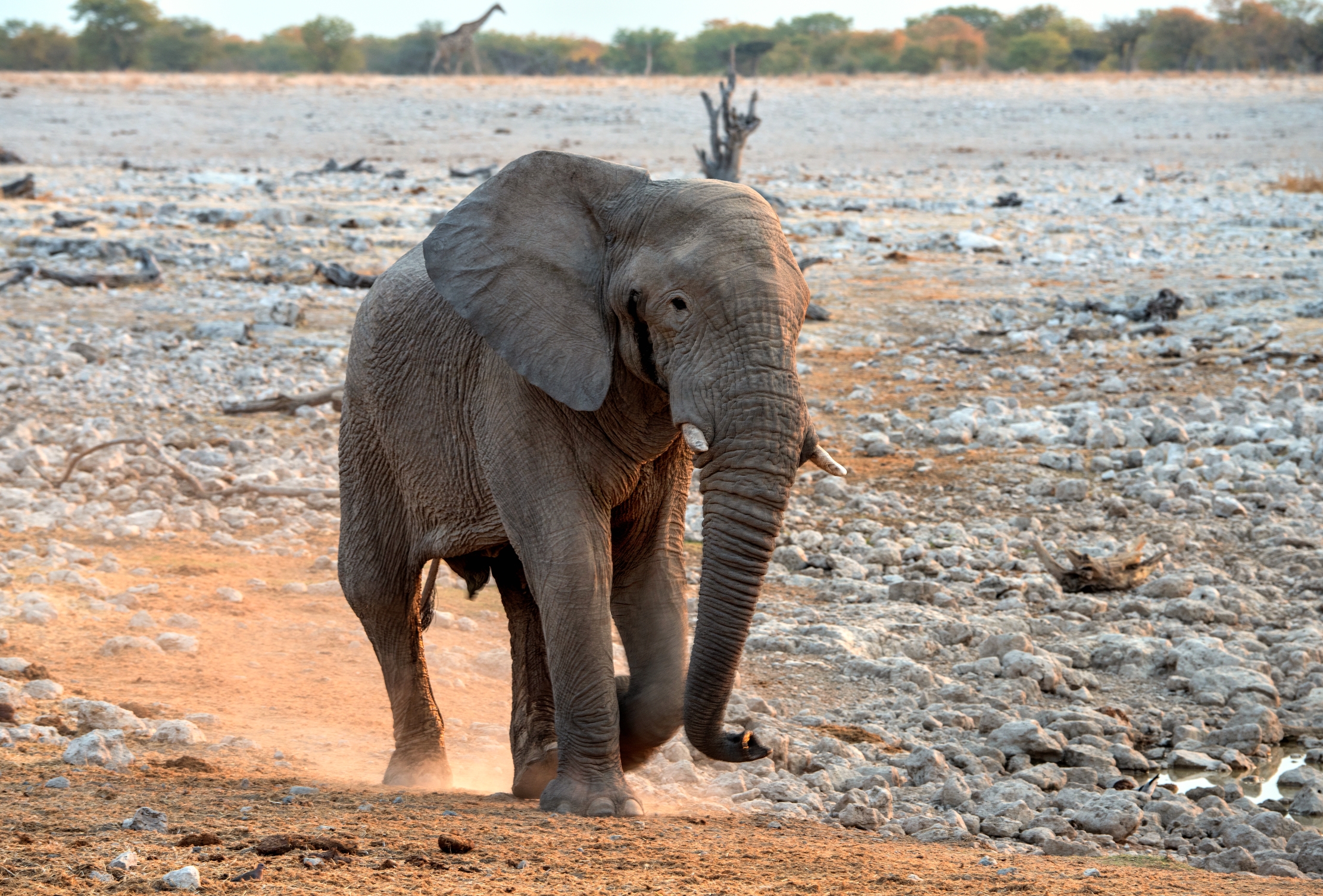 Etosha - Elefante