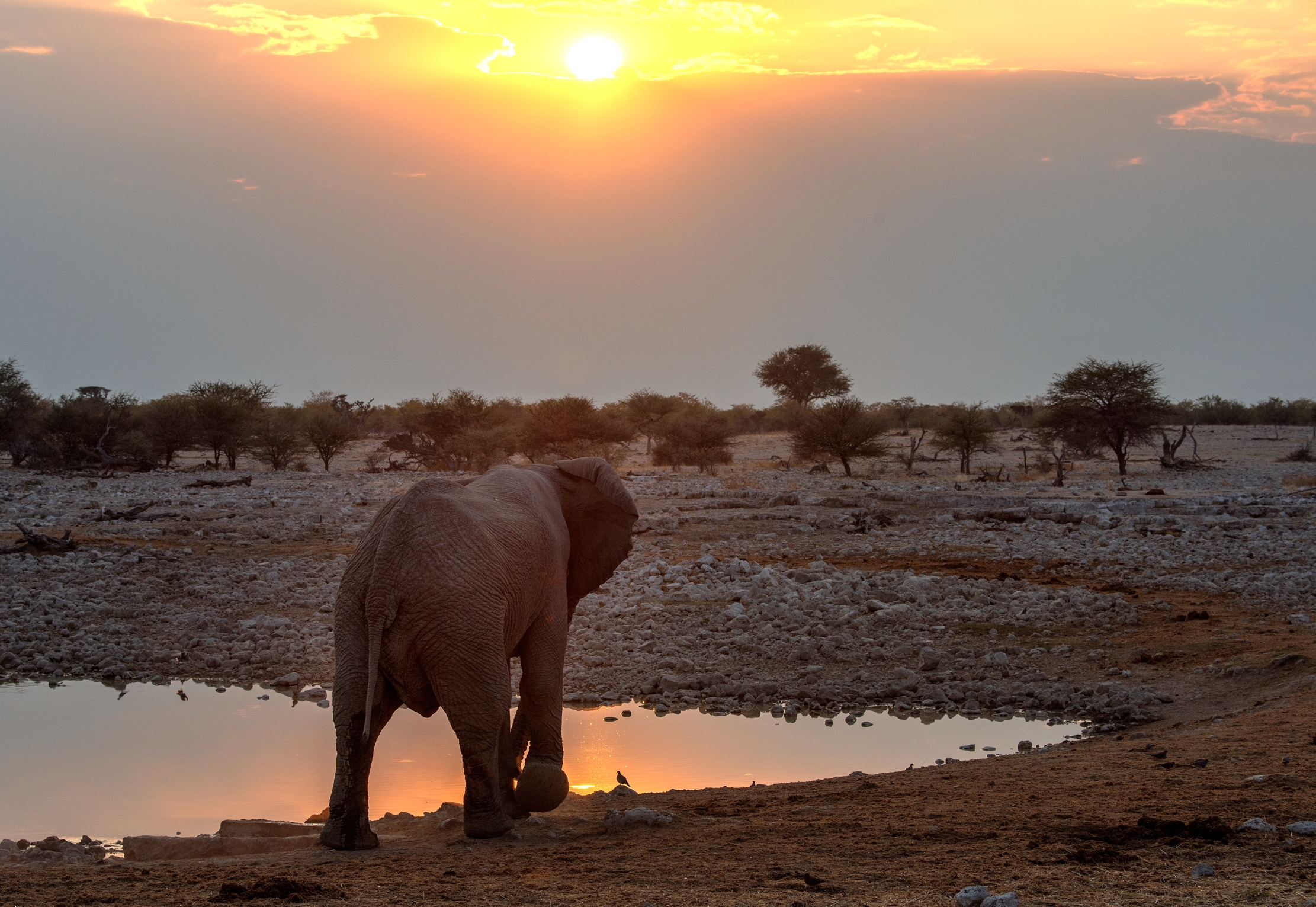 Etosha - Elefante al tramonto