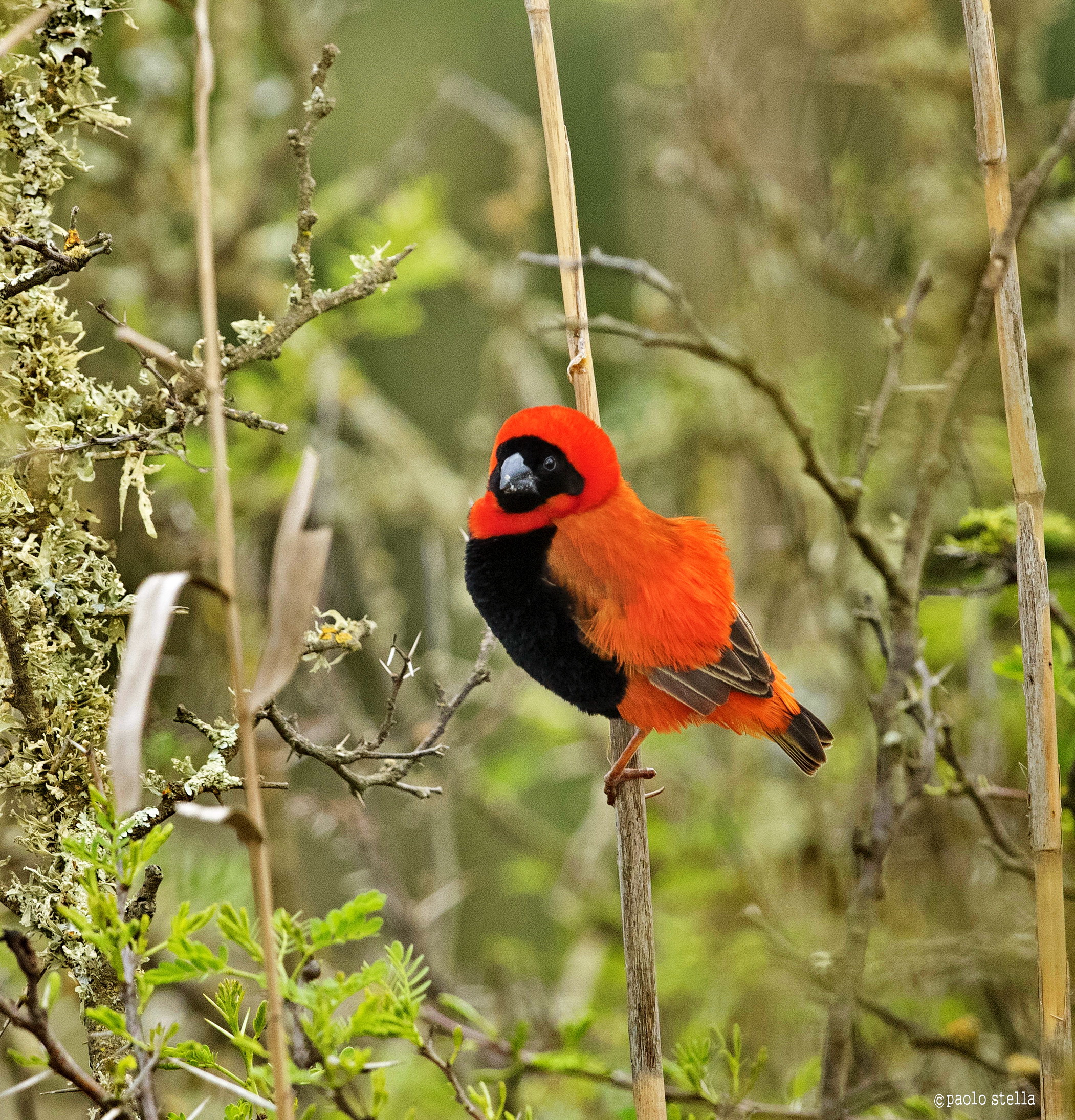 Red Bishop - 1 (Euplectes orix)