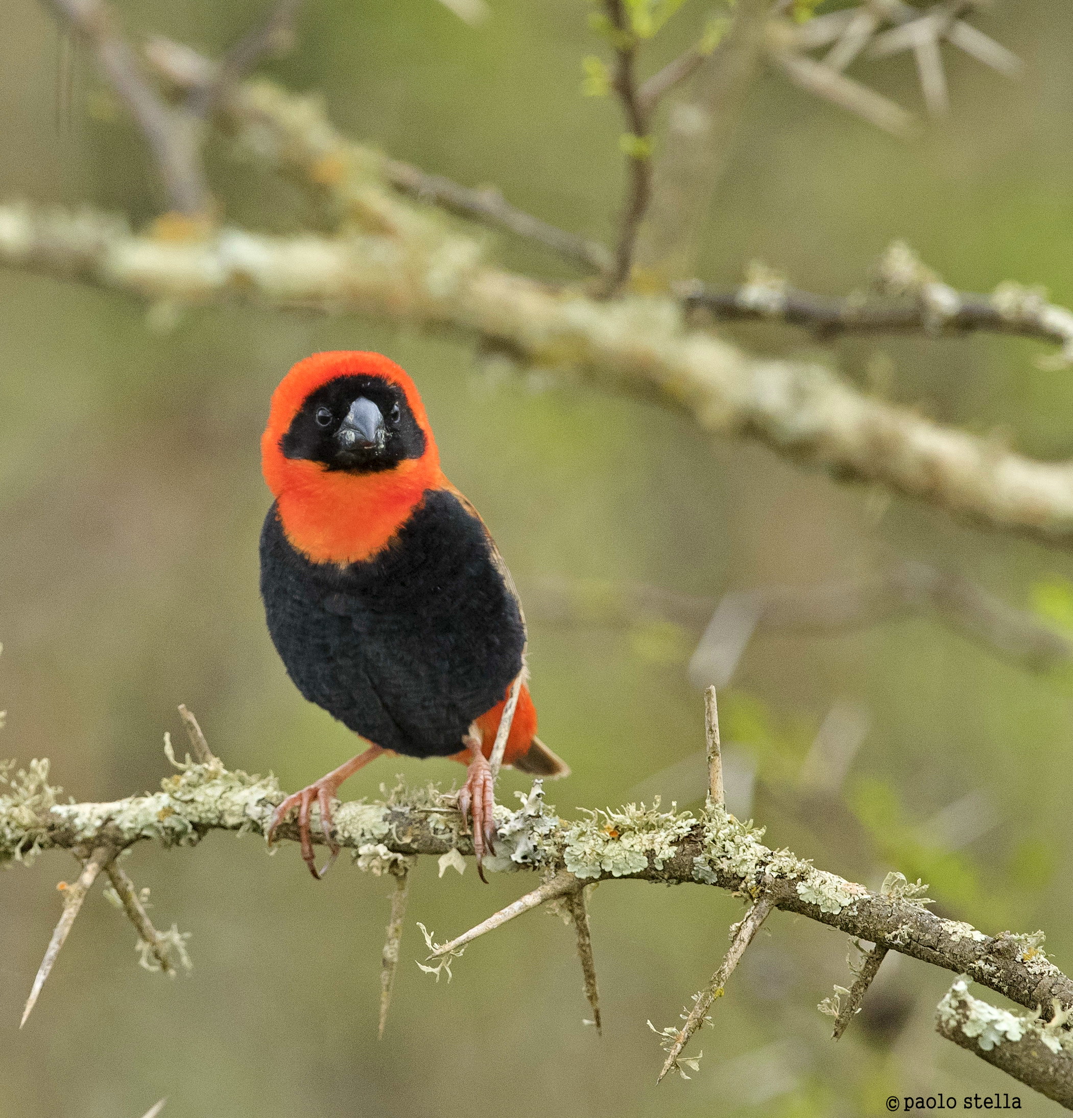 Red Bishop - 2 (Euplectes orix)