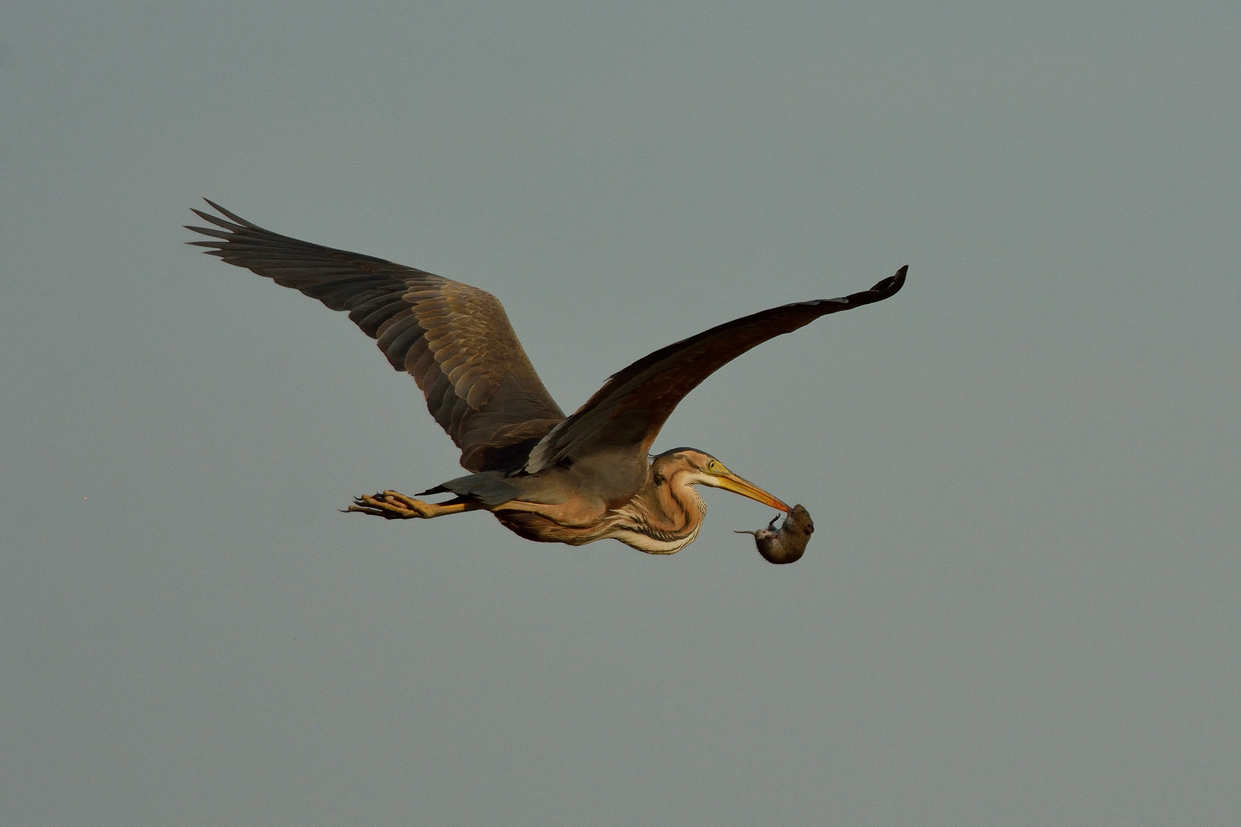 La predezione del rosso