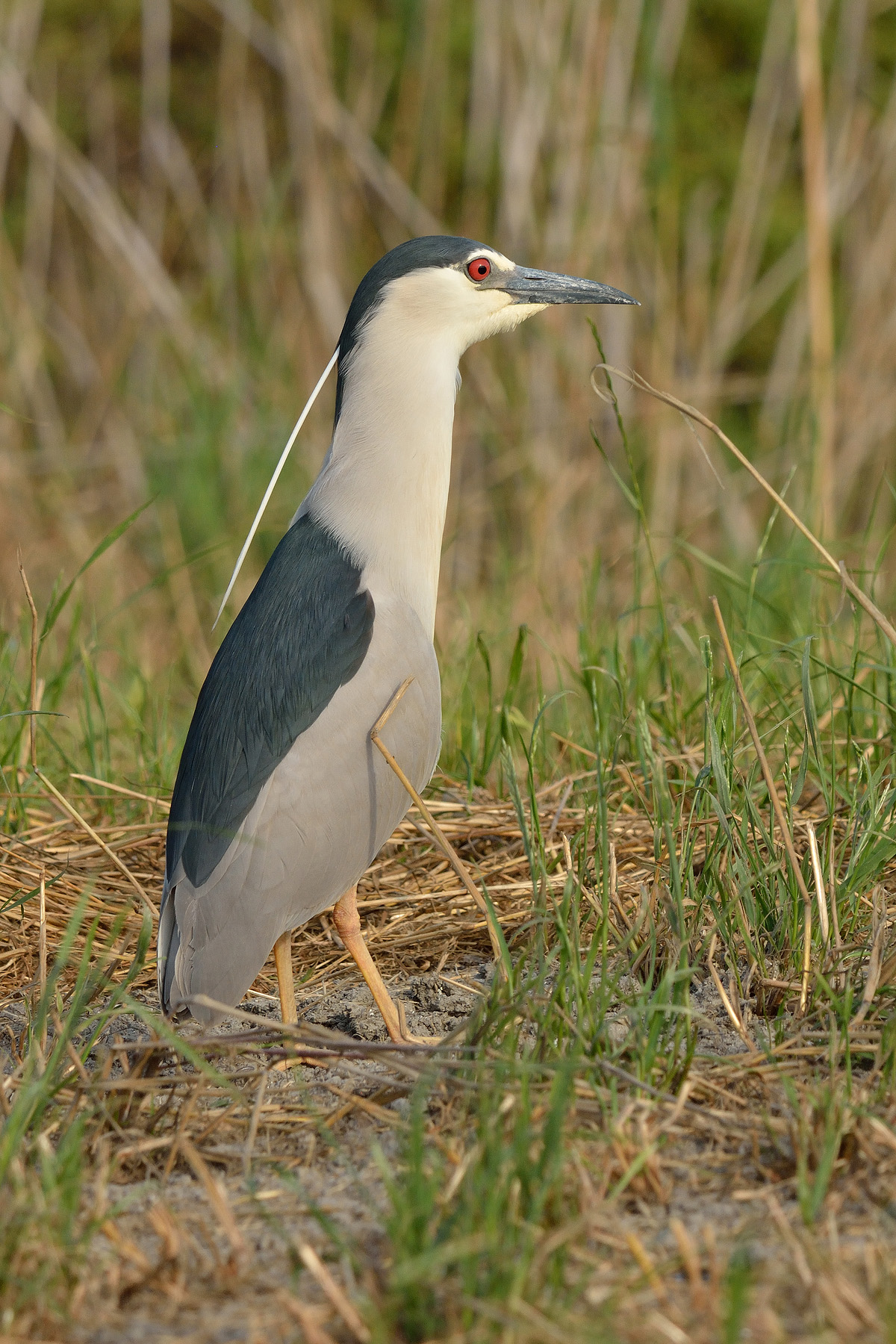A tu per tu con la Nitticora