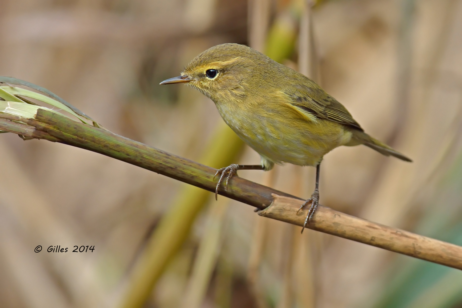 Lui piccolo (Phylloscopus  collybita)