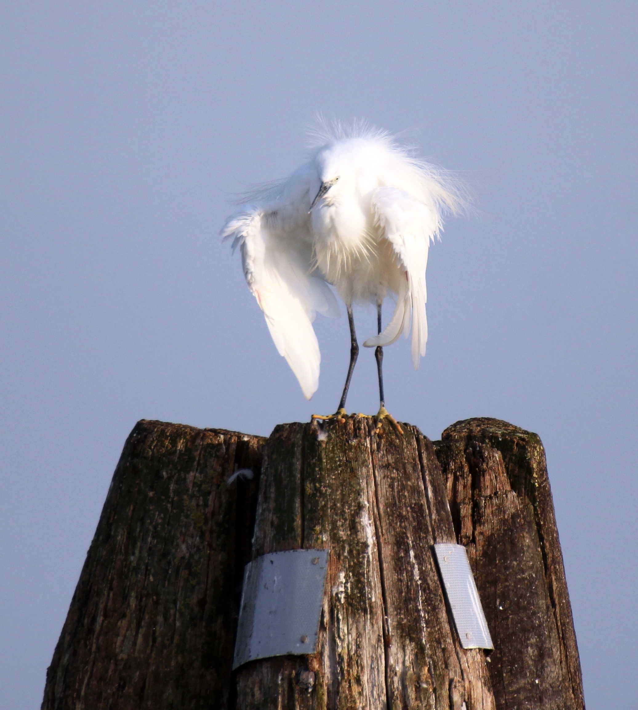 Egret