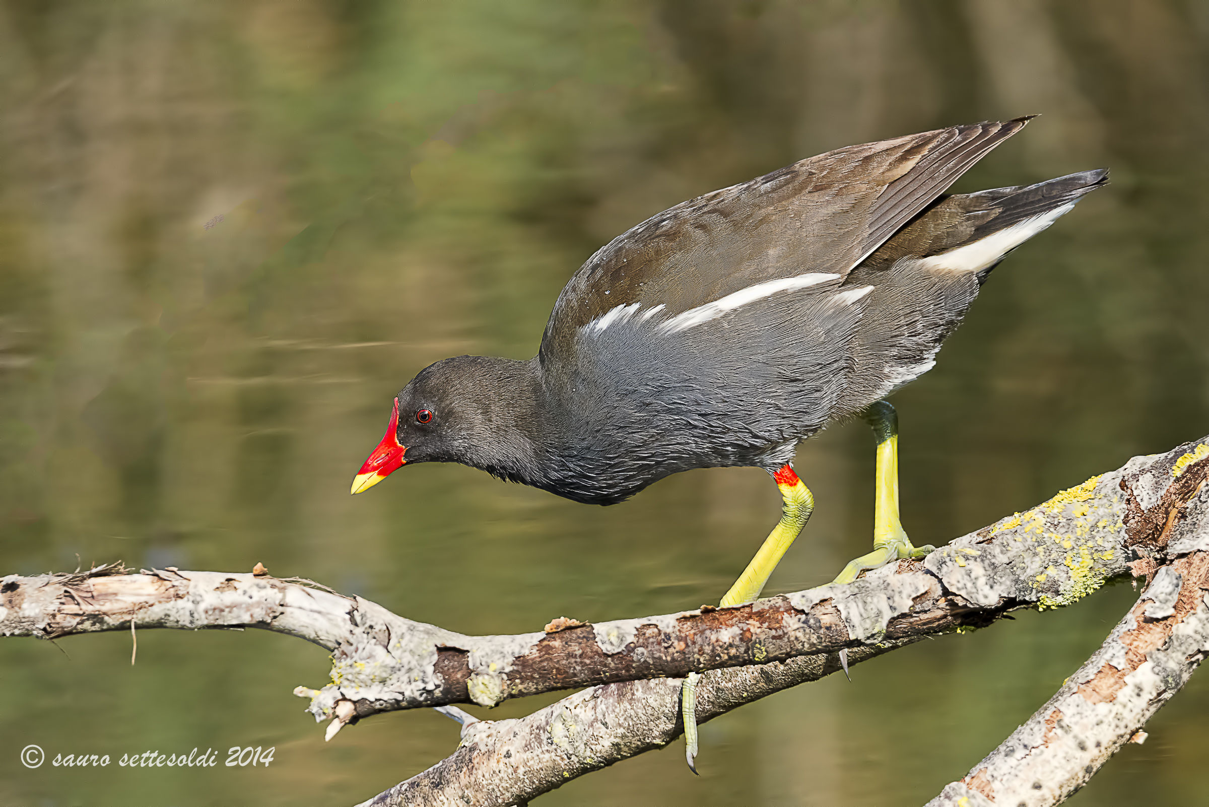 adesso mi butto !!!!