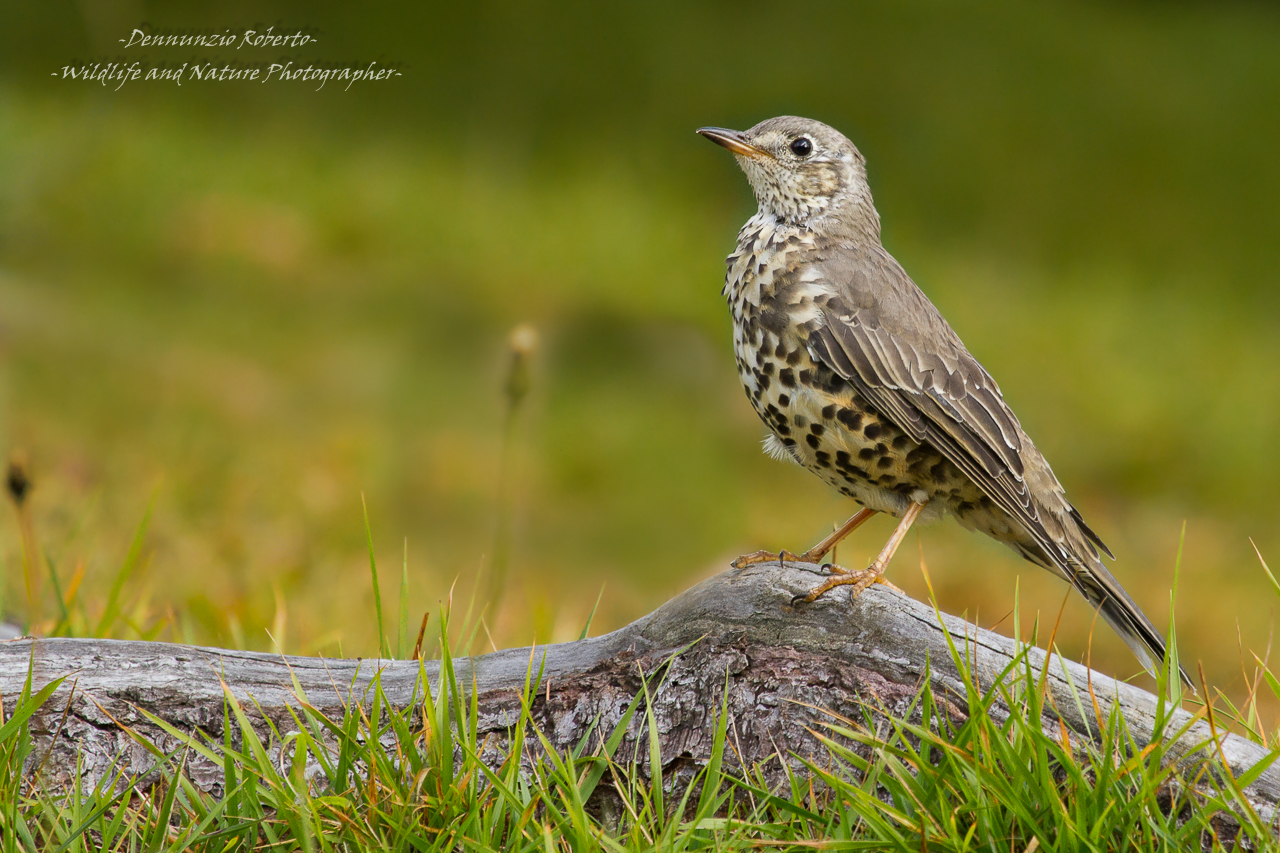 Thrush