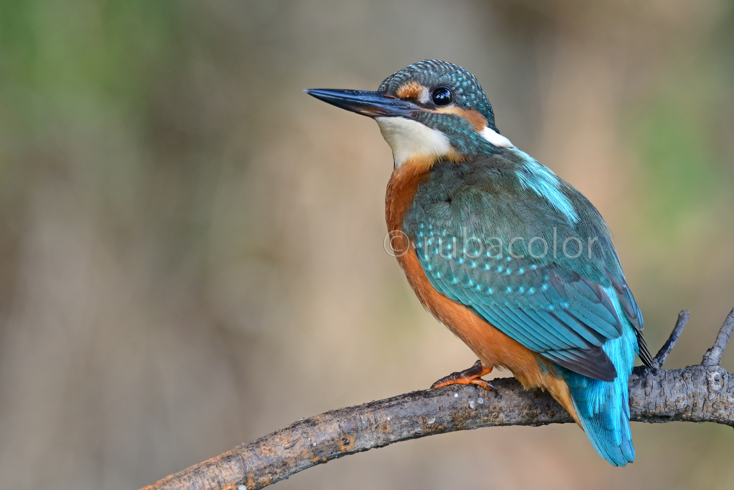 Another martino with macro