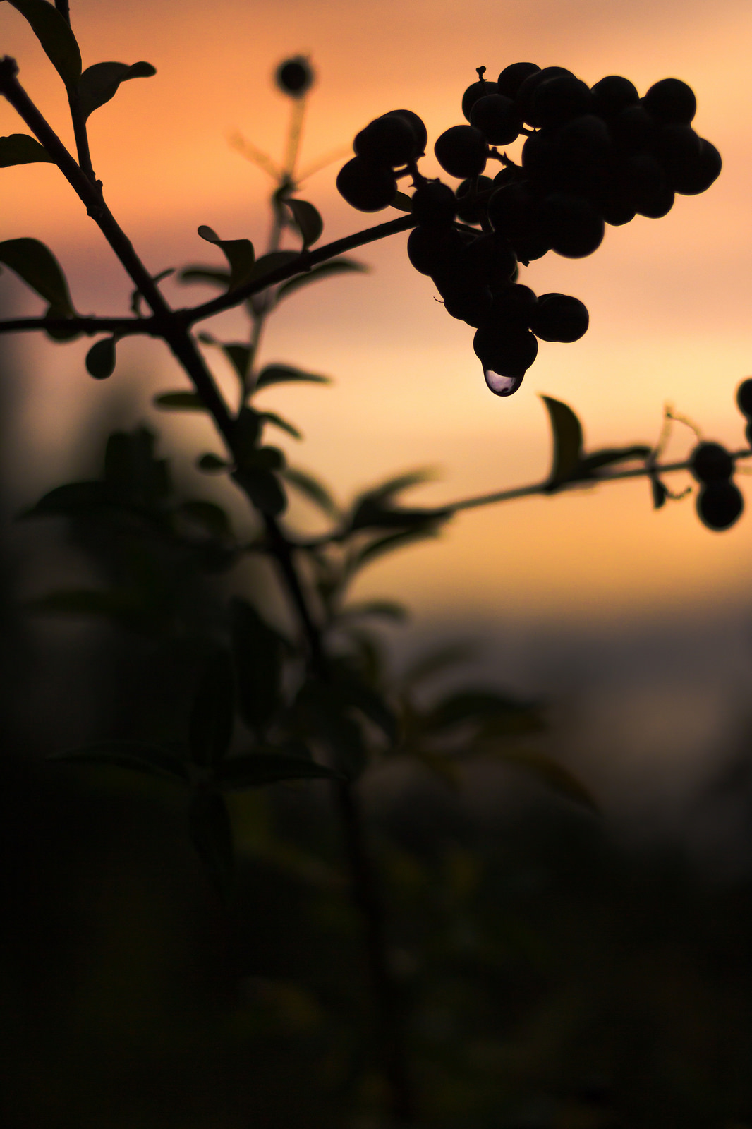 Drop at sunset